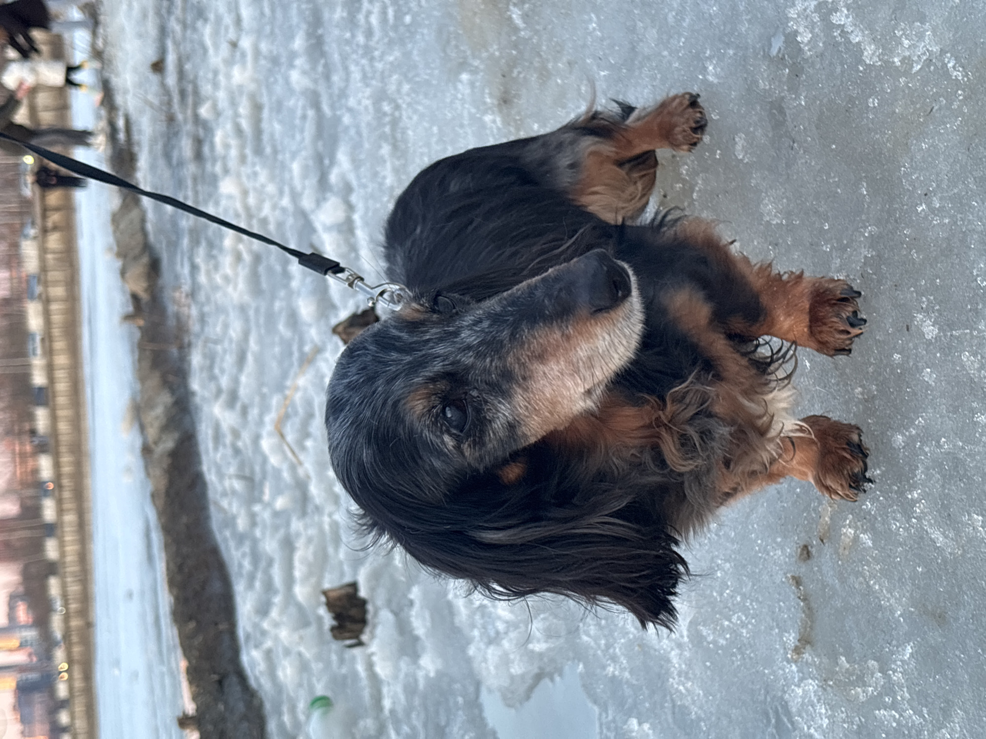 The image shows a long-haired dachshund on a leash, lying on a snowy or icy surface. The dog is black and brown with a grizzled face. The leash is black and attached to the dog's collar. The background consists of a snowy area and a blurred cityscape that may be Izhevsk, Russia. The photograph is taken at a close range.