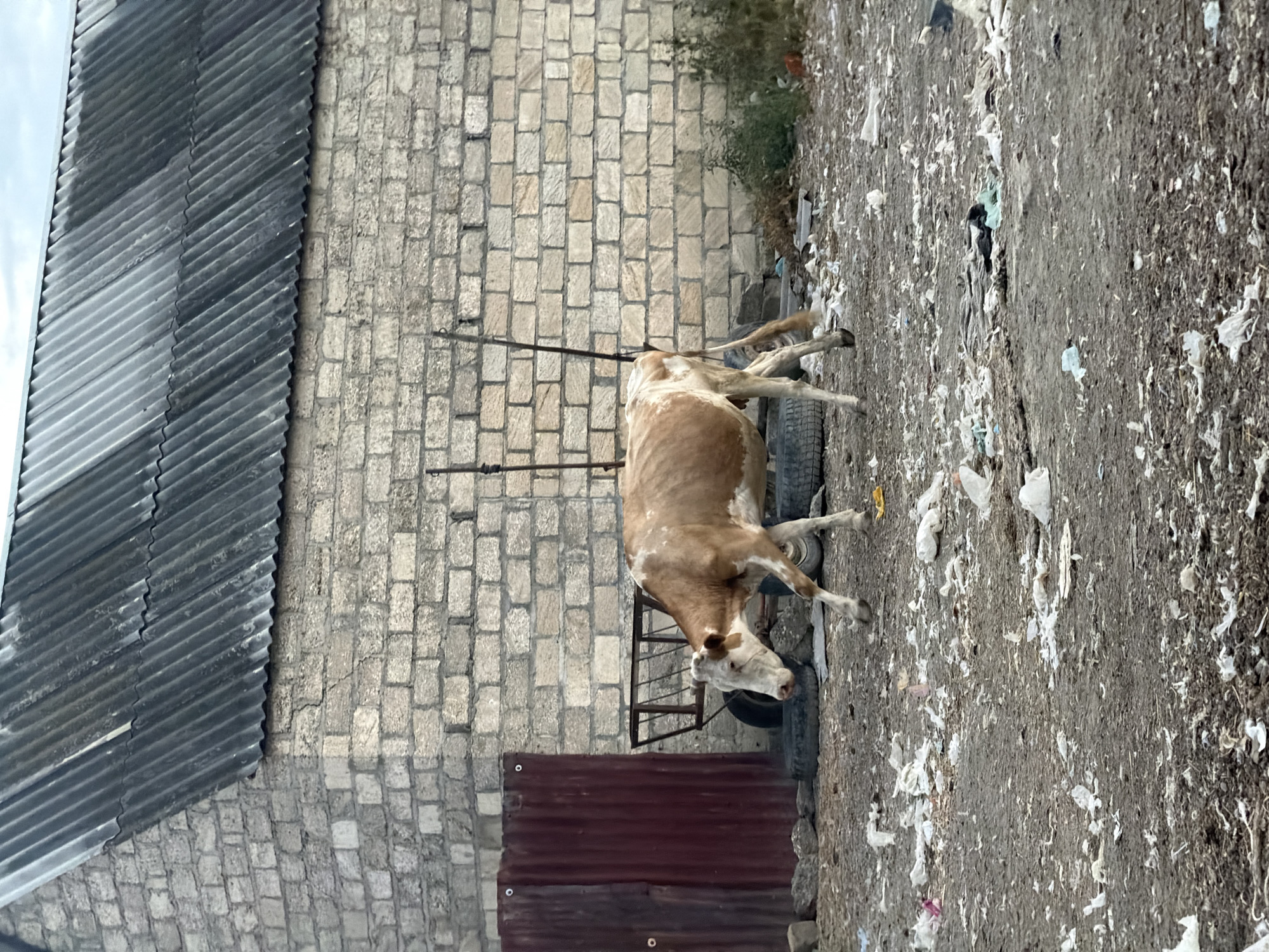 A tan and white cow walks across a muddy, trash-strewn area in front of a pale brick building with a corrugated metal roof. The cow is facing left, its head lowered. To the left of the cow is a section of rusty red corrugated metal fence. Behind the cow and fence is the brick building, which appears to be a barn or outbuilding. There are two metal posts sticking out of the ground behind the cow, and a wire rack on wheels. The ground is covered with loose dirt, debris, and scattered pieces of white plastic trash. The sky above is overcast. This scene is located in Beynəlmiləl, Azerbaijan.