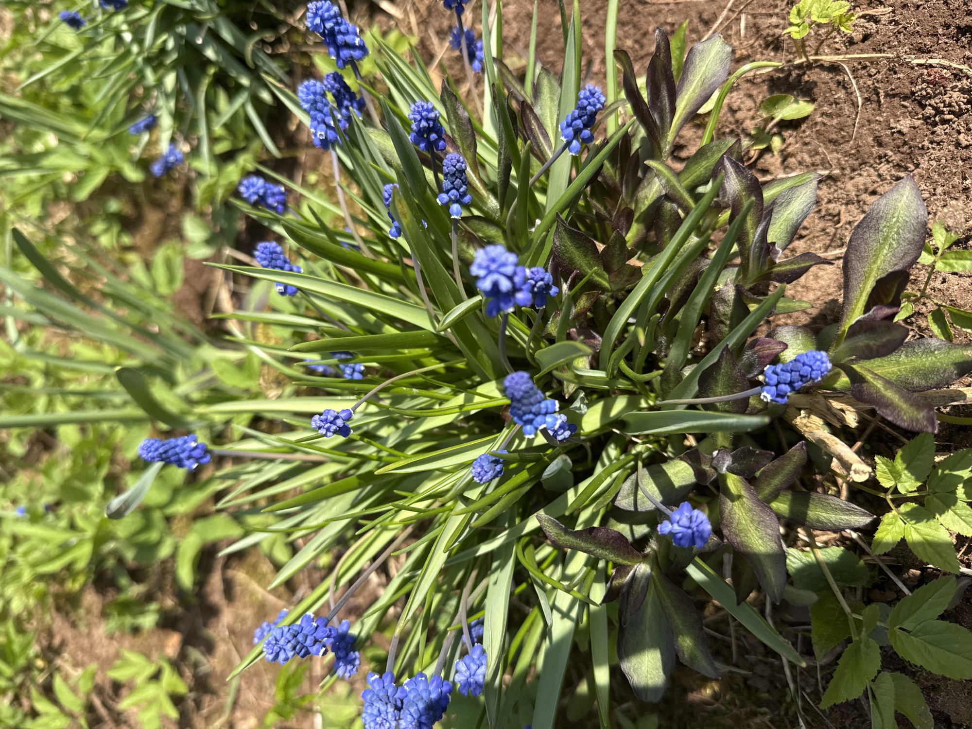 The image depicts a cluster of blue grape hyacinth flowers (Muscari) growing in a garden bed with green, grass-like foliage. Some broad-leaved, dark-toned foliage is also present. The background reveals bare soil and other green plants. The location is described as being in Раздолье, Russia, but there is no visual evidence in the image that confirms this location. There are no people present in the image.