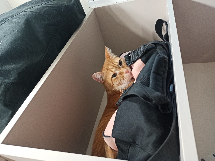 An orange cat peeks out from a shelf, nestled among dark clothing and a black backpack with pink accents. The cat looks towards the camera with a curious expression. The shelf is white and part of a closet or storage unit. Soft lighting illuminates the cat's fur and the surrounding items.
