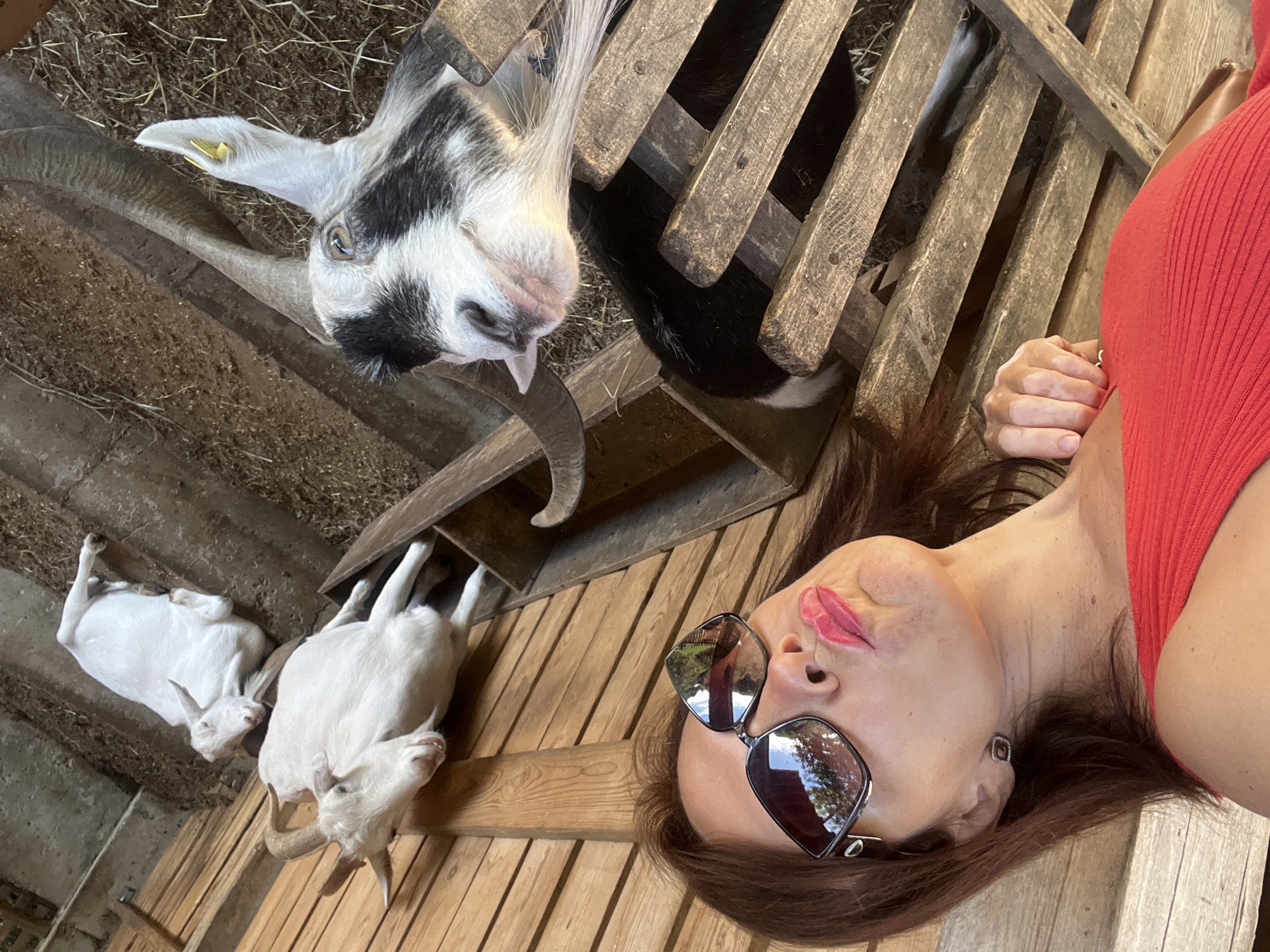 A woman in a red top and sunglasses makes a pouty face as she takes a selfie. Three goats are visible in the background, two white ones lying down and one with black and white markings looking at the camera. The scene appears to be in a rustic setting, possibly a farm or petting zoo, with wooden structures and hay visible. The lighting suggests it is daytime.