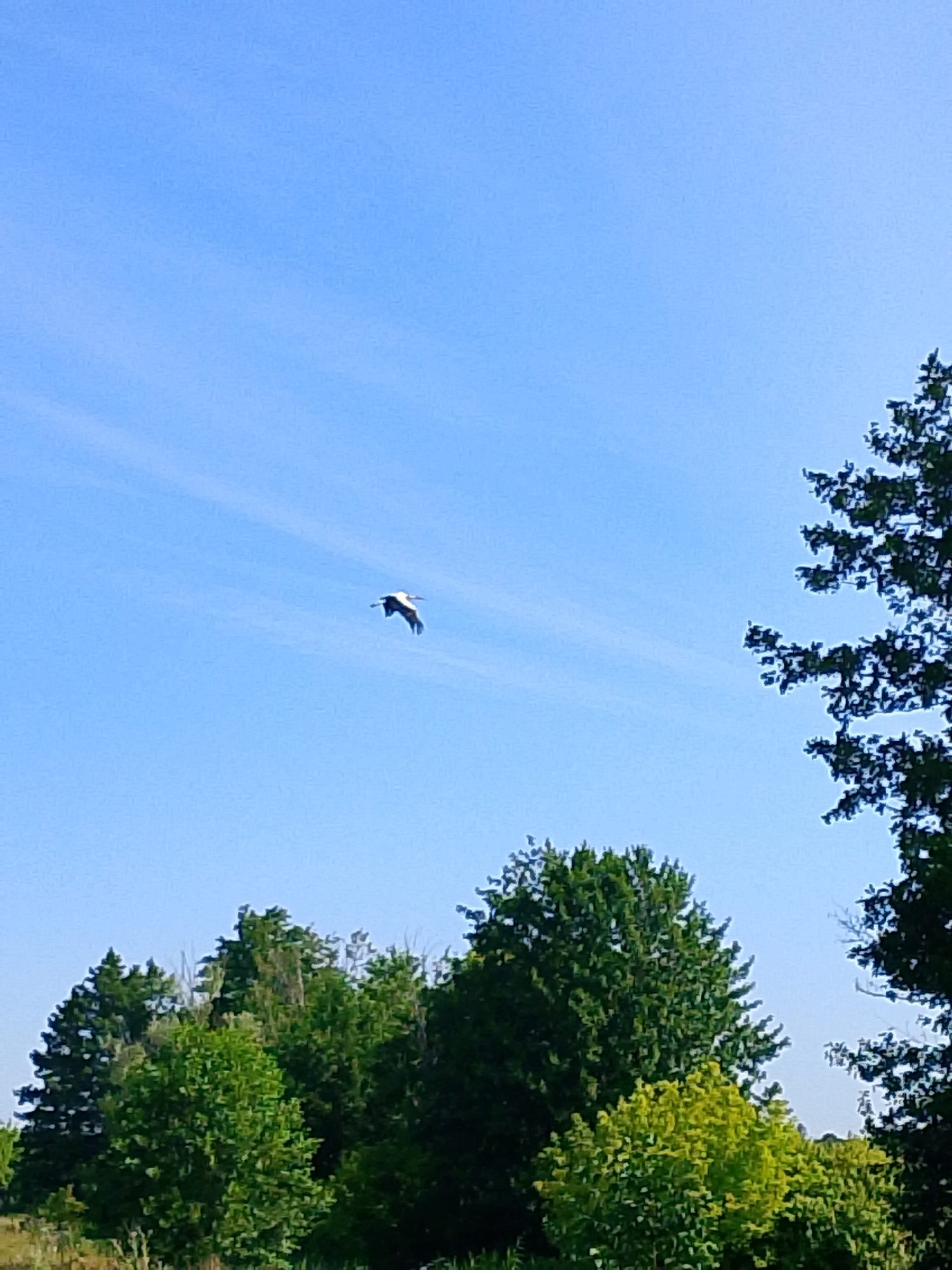 A bird flies against a clear blue sky above a line of trees. The bird, possibly a stork, is dark in color and appears to be in mid-flight. The trees are lush and green, with varying shades of green suggesting different species. The sky is a vibrant blue with a few faint wisps of clouds. The overall scene is peaceful and natural.