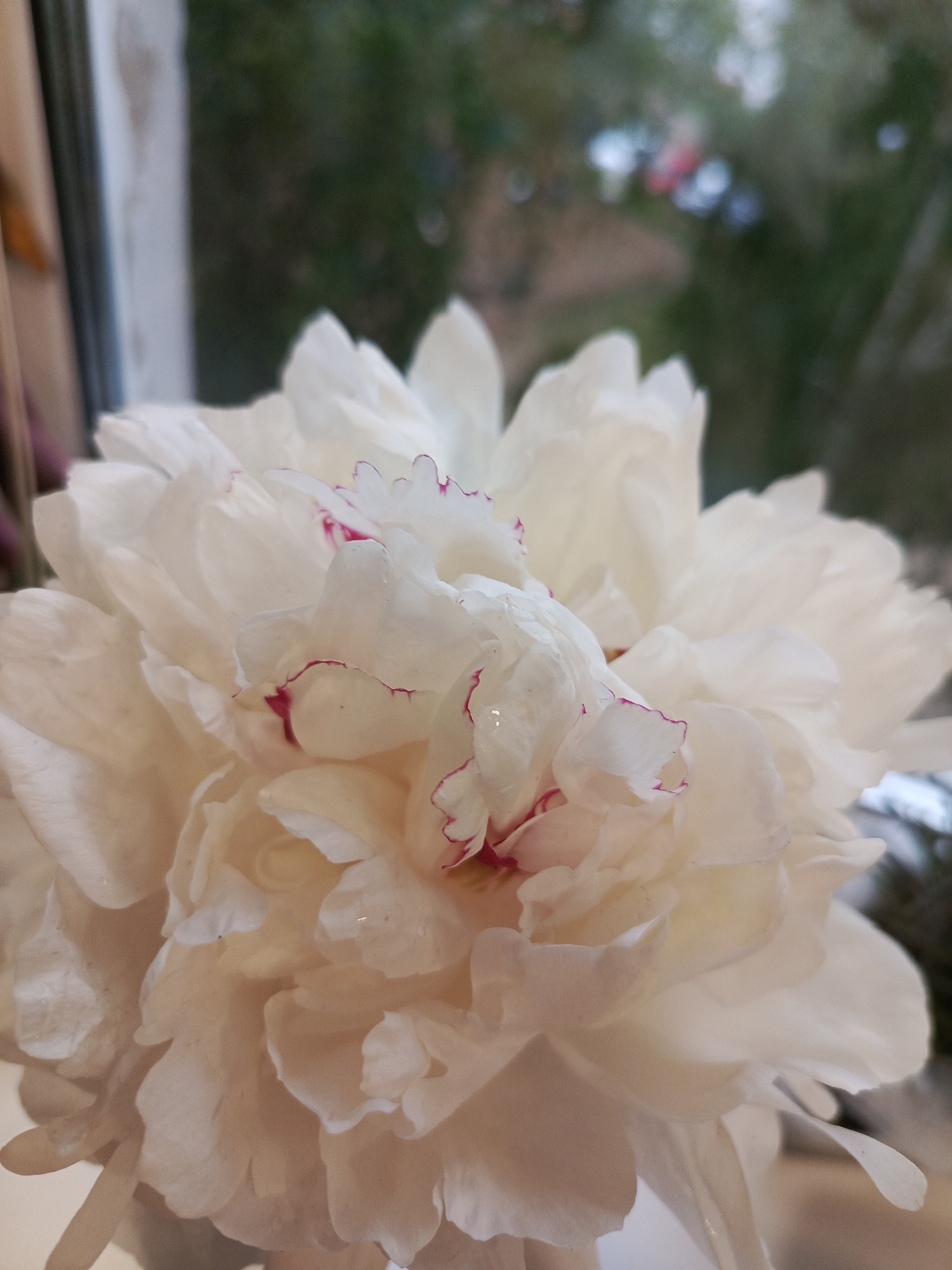 The image shows a close-up of a white peony flower with pink accents on some of the petal edges. The flower is in focus, with a blurred background of what appears to be a window and outdoor greenery. The location in the city of Chaikovsky, Russia, is not possible to determine from the visual information provided.