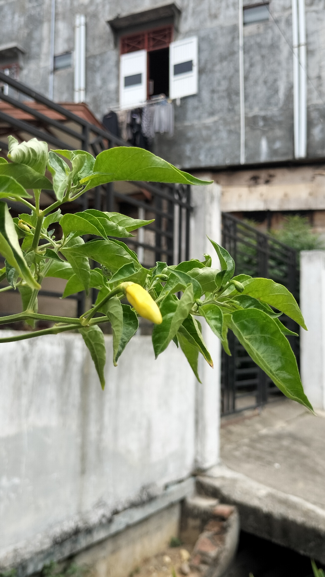 In Lhokseumawe, Indonesia, a close-up shot focuses on a bright yellow chili pepper growing on a plant. The pepper is elongated and pointed, with a smooth, glossy surface, and it hangs downwards from a thin stem amidst a cluster of vibrant green leaves. The leaves are lance-shaped with serrated edges, some curled and slightly wilting, while others are more rigid and unfurled. The plant itself appears to be located in an outdoor urban environment, possibly a residential area, as indicated by the background.
Behind the plant, a textured concrete wall forms a prominent backdrop, appearing weathered with some patches of discoloration and grime. To the right of the wall, a black metal fence with vertical bars runs along a paved area, suggesting a pathway or a yard. Further in the background, a multi-story building is visible, constructed from a dull gray concrete material. It has several windows; one prominent window on the second floor is open, revealing white shutters and a dark interior, with laundry hanging on a line outside. The overall impression is one of everyday life in a tropical urban setting, with the natural element of the chili plant contrasting with the man-made structures. The lighting suggests an overcast or diffused daylight, casting no strong shadows.