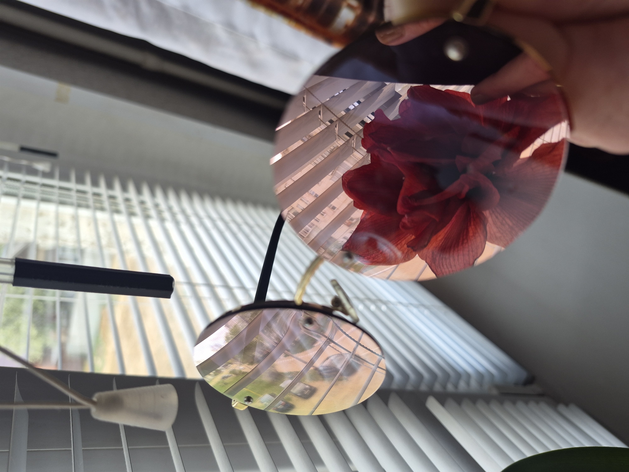 The image shows a view through a magnifying mirror of a red flower, potentially an amaryllis, against a backdrop of white window blinds. A hand is holding the mirror, its fingers partially visible. The lower part of the mirror reflects an exterior scene, possibly a street with buildings and vehicles, suggesting an urban environment. The lighting appears to be natural daylight. The location in the city is unknown.