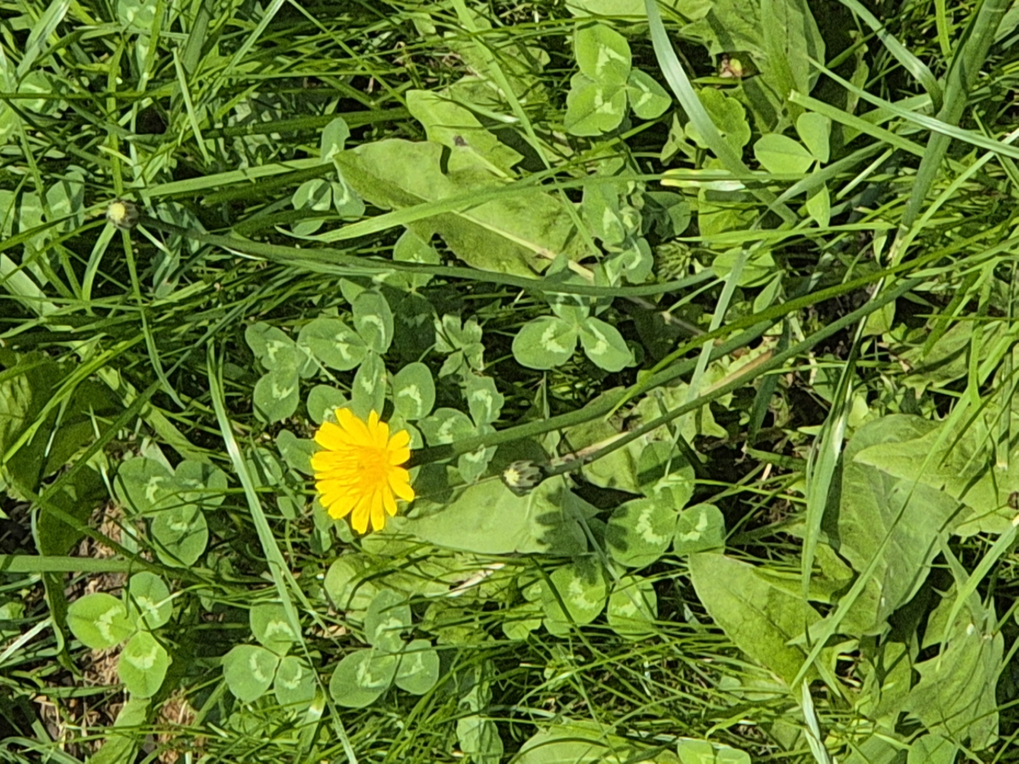 A close-up, eye-level shot captures a solitary yellow dandelion flower in full bloom, surrounded by lush green grass and clover. The dandelion's bright yellow petals are clearly defined against the darker green foliage, and its stem is visible, rising from the ground. A closed dandelion bud is positioned below the blooming flower. The scene is dappled with sunlight, creating variations in light and shadow throughout the grass. The background is a dense mix of various green plants, with some of the clover leaves showing their characteristic three-leaf pattern. The image is taken from a natural, outdoor setting, likely a park or field, in an unspecified urban location.