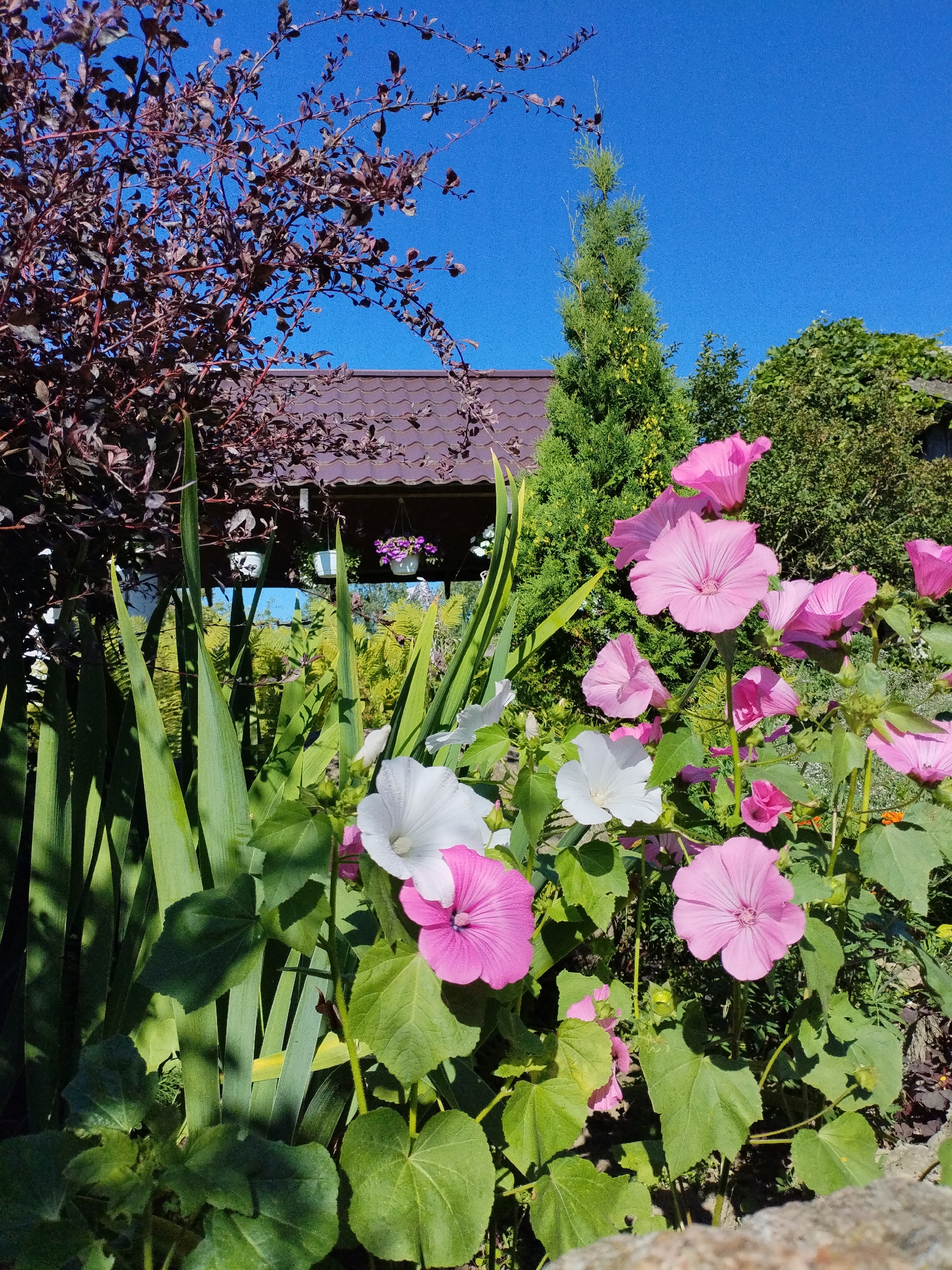 This image depicts a sunlit garden scene in Bialynichy, Belarus. The foreground is dominated by a variety of plants and flowers, including tall, sword-like green leaves and numerous pink and white mallow flowers. Some of the mallow flowers are fully open, revealing their delicate petals, while others are still in bud. The background features a brown tiled roof of a building, partially obscured by a dark-leaved tree with fine branches. To the right of the roof, a tall, conical evergreen tree stands out against a clear, bright blue sky. Behind the evergreen, lush green foliage from other trees and bushes forms a dense backdrop. The overall impression is one of a vibrant and well-maintained garden on a sunny day.