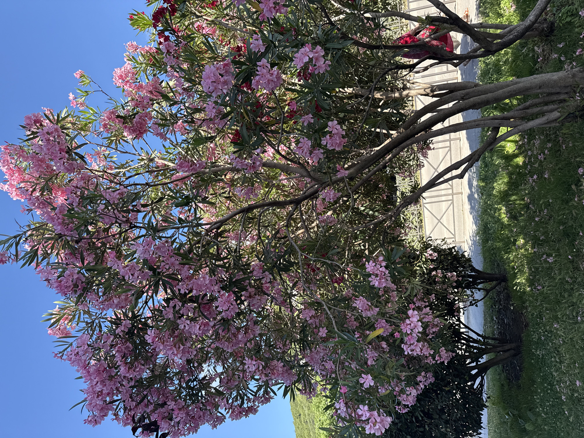 A bright, sunlit outdoor scene in Donji Pobori, Montenegro, features a large oleander bush with abundant pink and some red flowers. The bush is situated in front of a low, metal fence. Behind the fence, a paved area is visible, with a person in a red garment walking away from the camera. The ground in the foreground is covered in green grass with scattered fallen pink petals. A green hillside with lush vegetation is visible in the background, under a clear blue sky.