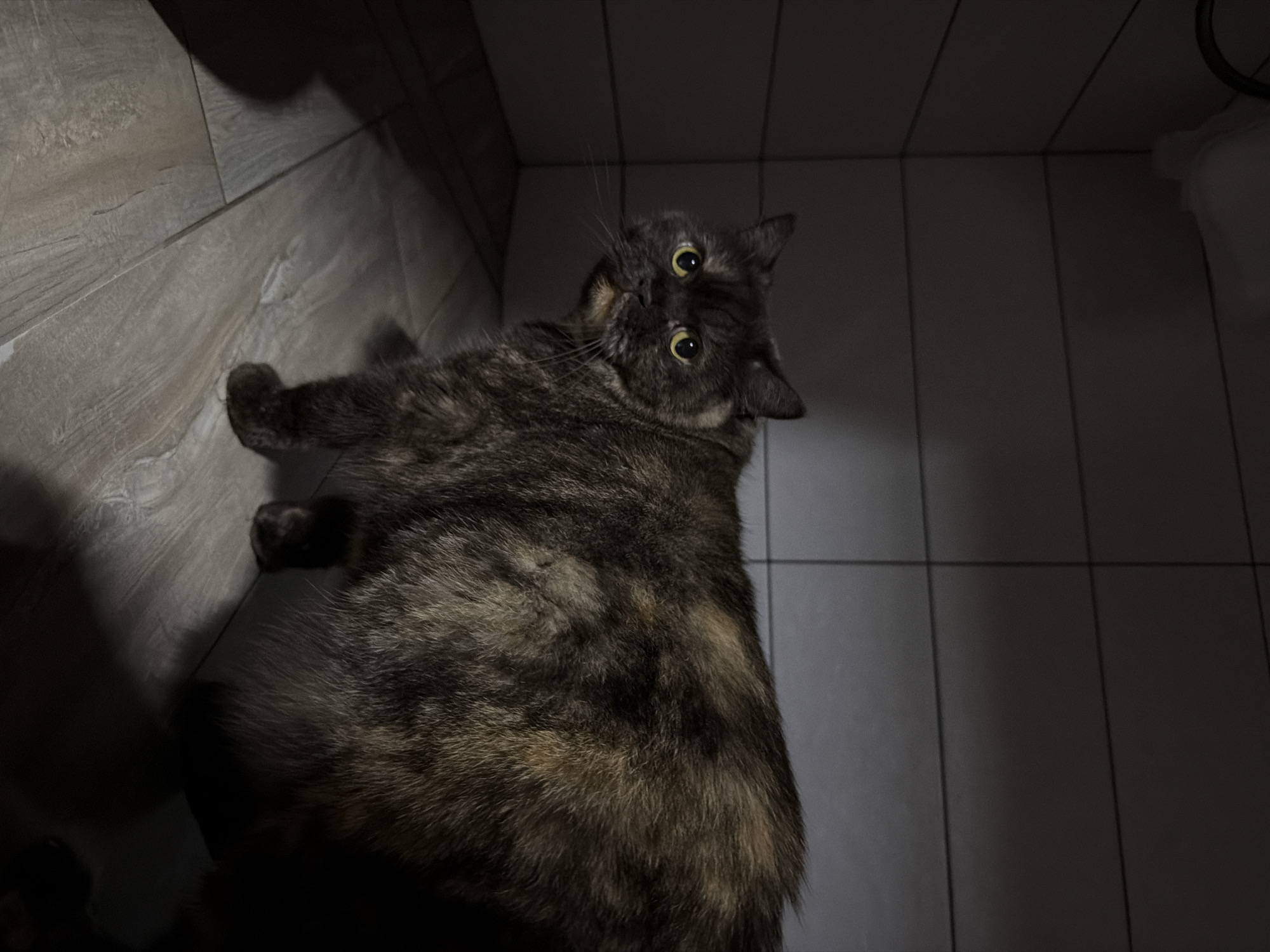 A tortoiseshell cat lies on grey tiled flooring in a dim room. The cat's head is tilted, and it gazes upwards with wide yellow eyes. The surrounding environment consists of tiled walls and floors, suggesting a bathroom or kitchen. The location is Chaikovsky, Russia.
