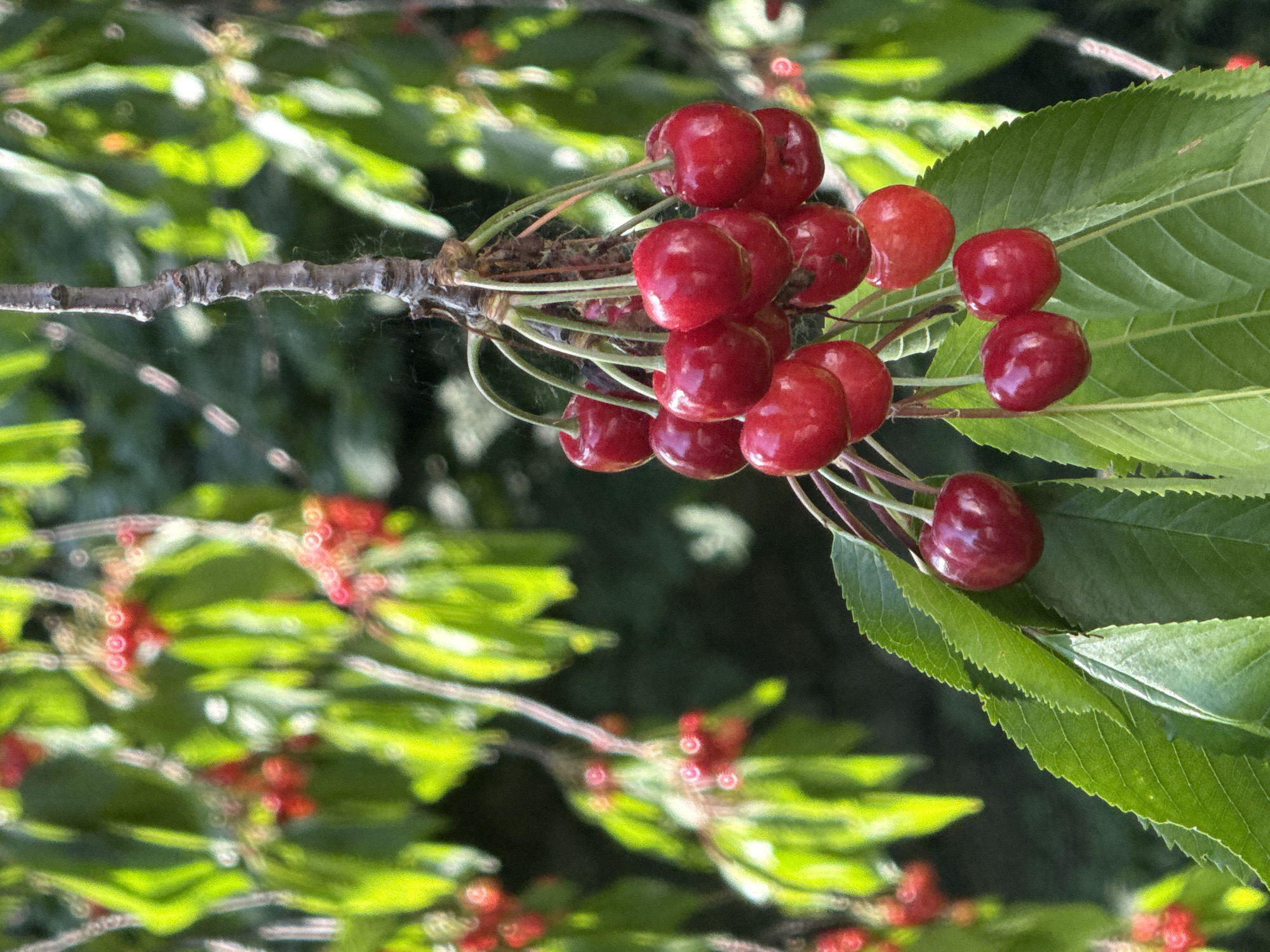 This vertical close-up photograph captures a cluster of ripe red cherries hanging from a tree branch in Sapareva Banya, Bulgaria. The primary subject consists of approximately 20-25 individual cherries, each appearing glossy, round to slightly ovate, and displaying a deep crimson hue with occasional lighter red or reddish-orange reflections. They are attached by slender, green stems that converge to connect to a segment of a dark brown, textured, and gnarled tree branch. Several vibrant green leaves with serrated edges are positioned in the immediate foreground, providing a frame for the cherry cluster. The background is heavily blurred, creating a bokeh effect, and comprises a dense arrangement of luminous green foliage interspersed with indistinct red blurs, suggesting additional distant cherry clusters. Strong natural light illuminates the scene from above, producing distinct highlights on the cherries and leaves, consistent with an outdoor daytime setting. No individuals or man-made structures are present within the frame.