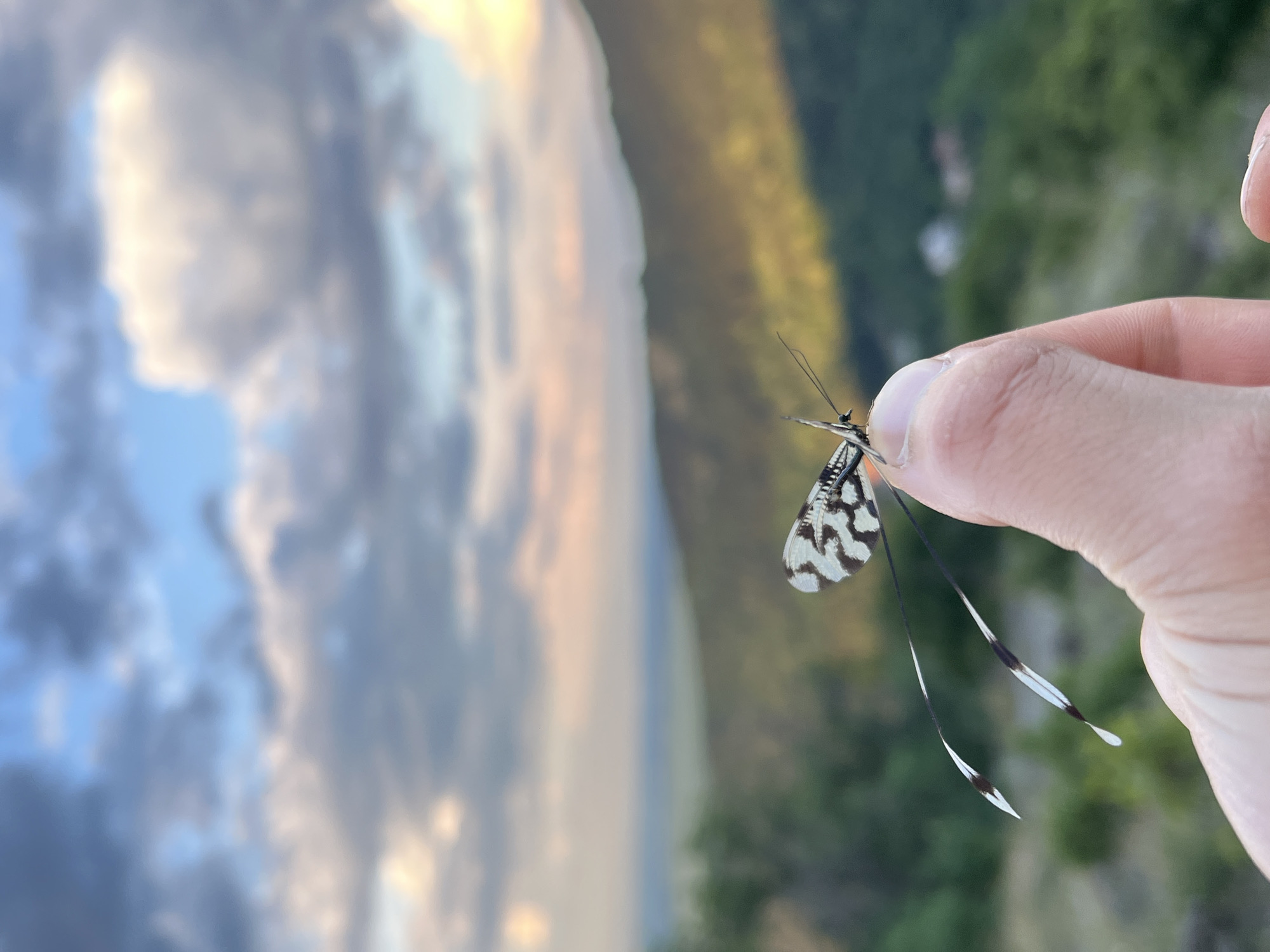A human hand holds a Nemopteridae insect against an outdoor backdrop. The insect has black and white patterned wings and long, thin appendages with white tips. The background shows blurred scenery with a mix of greenery and sky. The location is Asenovgrad, Bulgaria.