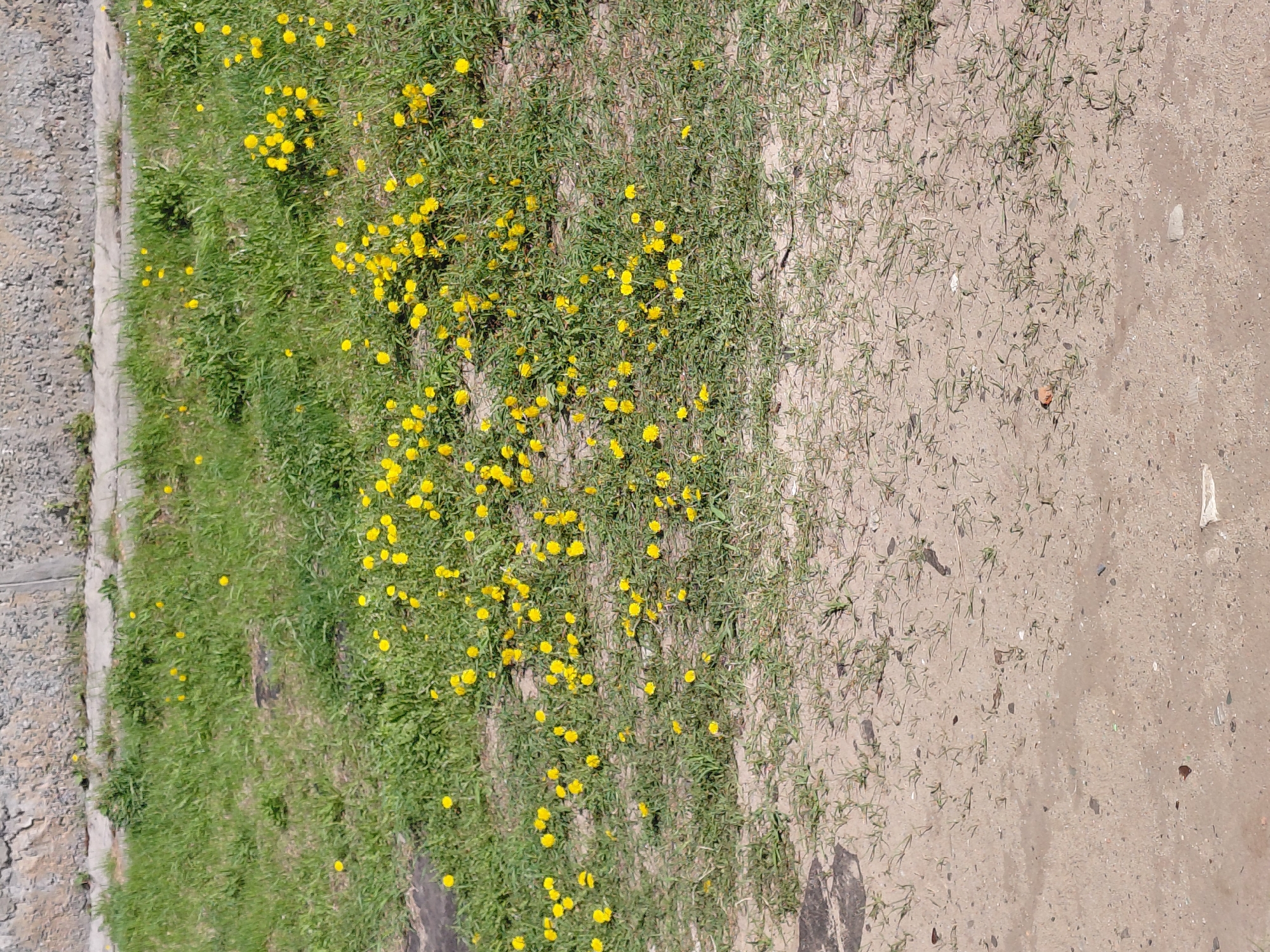 The image displays a ground-level view of an outdoor scene in Nadym, Russia, captured from a slightly elevated perspective. The scene is divided horizontally into three main sections. On the far left, a grey, coarse, gravelly surface, likely a shoulder or unpaved area, runs parallel to a concrete curb.
Adjacent to the curb is a vibrant strip of green grass, densely interspersed with numerous small, bright yellow flowers, resembling dandelions, scattered across its entire length. This grassy area transitions towards the right, becoming sparser as the ground gradually changes to light brown or sandy dirt.
The rightmost section of the image is dominated by this sandy dirt, with only very thin, sparse blades of green grass surviving. Small pieces of debris, including tiny stones and a reddish-brown fragment, are visible on the dirt surface. Faint indentations, suggestive of tire tracks, can be discerned in the dirt on the far right.
The scene is brightly and evenly lit, indicating daytime, likely under clear or partly cloudy skies. No specific activity is occurring, and there are no people or animals present. No visible text appears anywhere in the image.