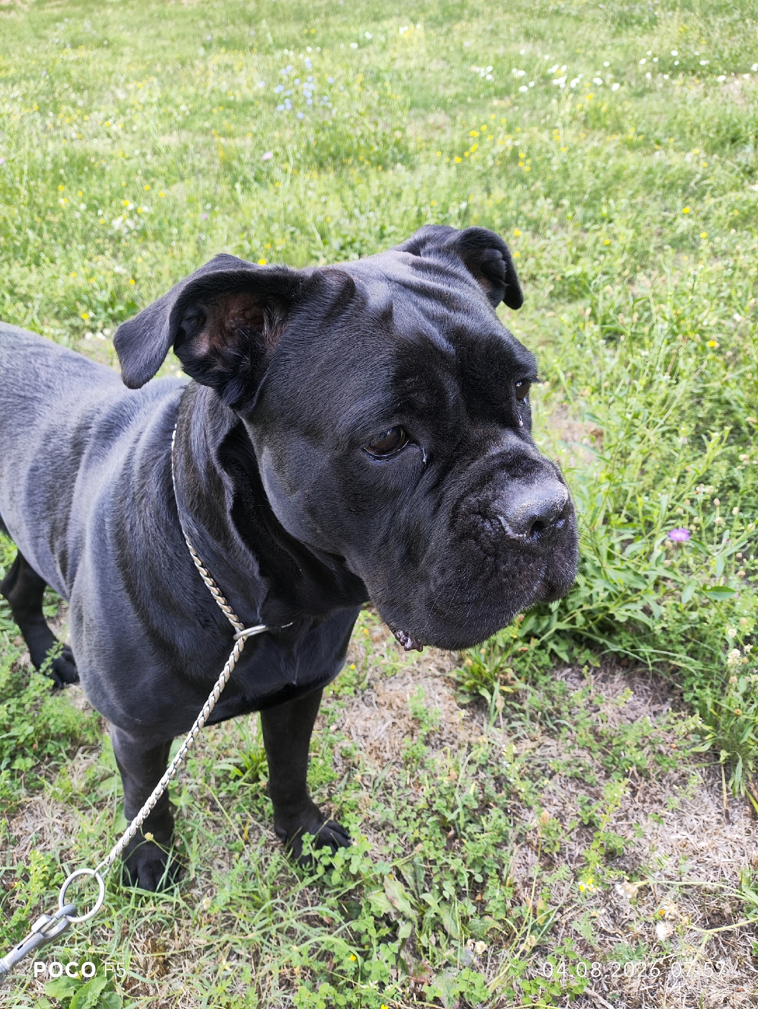 In Collecchio, Italy, a black Cane Corso dog stands on a grassy field. The dog is facing to the right, with its head slightly turned towards the viewer. It has a strong build, a short, dark coat, and wrinkled skin on its face. A silver chain collar is visible around its neck, attached to a leash. The background consists of green grass with scattered small white and yellow flowers, suggesting a natural or park-like setting. The image captures the dog in a relaxed stance, likely outdoors during the daytime.