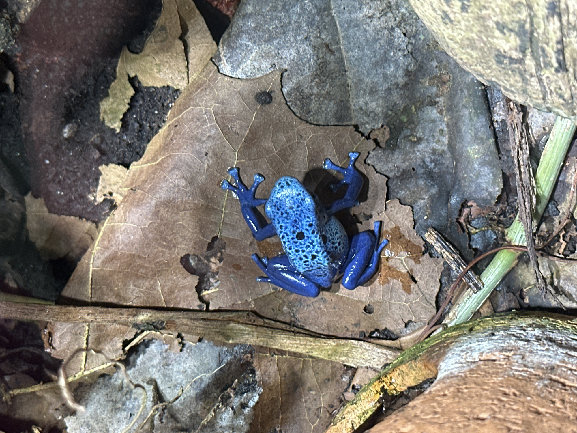 A bright blue, speckled frog is positioned in the center of the frame, resting on a large, dry brown leaf. The frog's skin has a textured pattern of darker blue spots against its vibrant blue base. Its legs are splayed out, with its webbed feet visible on the leaf. The surrounding environment consists of more dry leaves, dark soil, and rough-textured brown and gray rocks or bark. A few thin, dry twigs and a green stalk are also visible. The lighting appears somewhat dim, suggesting an indoor setting or natural shade. There is no visible text in the image.