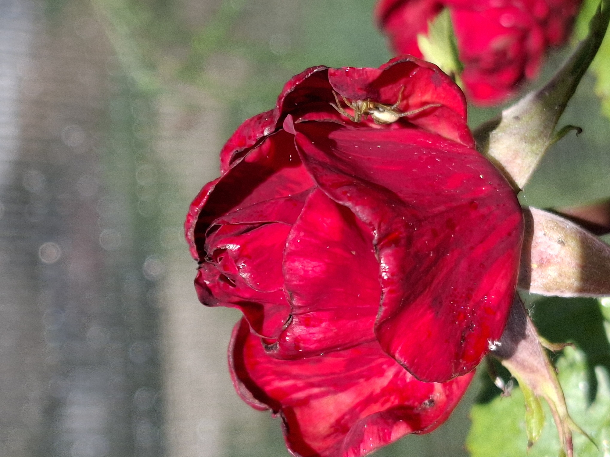 A close-up, low-angle, vertical shot shows a partially opened red rose. The rose has velvety petals with dark red edges. Water droplets glisten on the petals. A small, light-brown spider with visible legs is perched on one of the inner petals. In the background, out of focus, are more red roses and blurred green foliage. The background also features out-of-focus circular highlights, possibly from sunlight or water. The image captures a moment of nature's detail, focusing on the texture and fragility of the flower and its small inhabitant.
