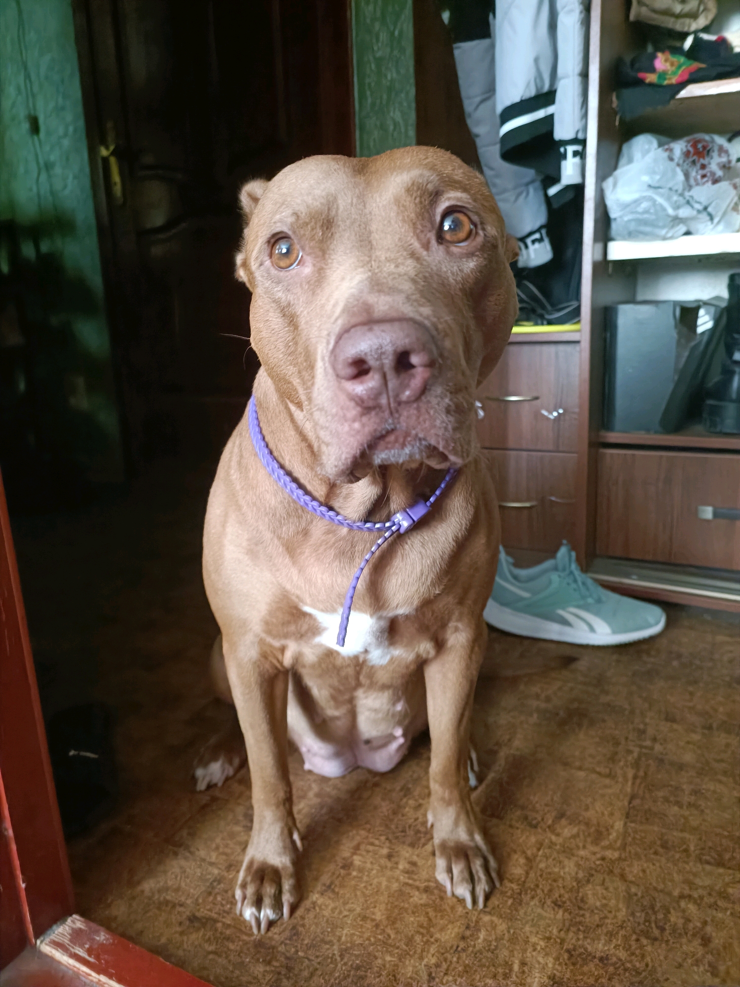 A medium shot, eye-level photograph shows a tan pit bull dog sitting on a brown, wood-like floor in front of a partially open closet. The dog is facing the camera with its head slightly tilted and its eyes wide. It wears a braided purple collar. Behind the dog and to its right, a light blue athletic shoe with white accents rests on the floor. The closet behind the dog contains shelves filled with clothing and plastic bags, as well as drawers with metal handles. The background is dim, suggesting an indoor setting. The image is a candid shot, possibly taken in a residential interior.