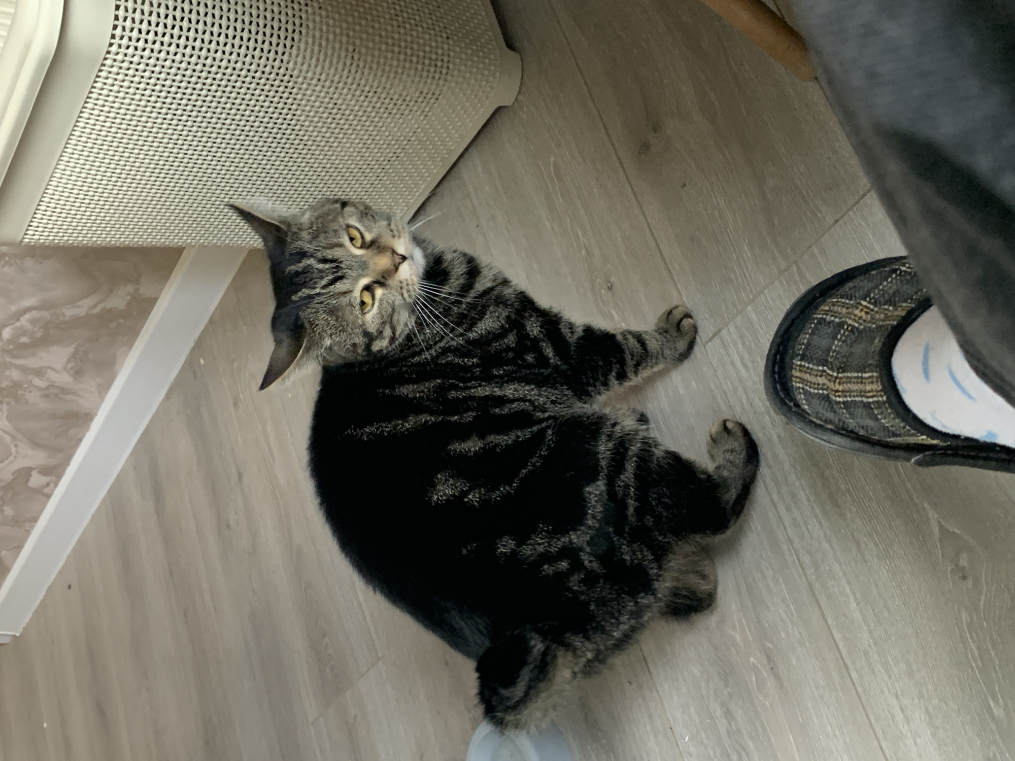 A tabby cat lies on a light-colored wooden floor, its head near a white plastic storage container. A leg and foot wearing a slipper are present in the upper right corner of the image. The environment is inside a building. It is not possible to determine the location in Stavropol, Russia, based on this image.