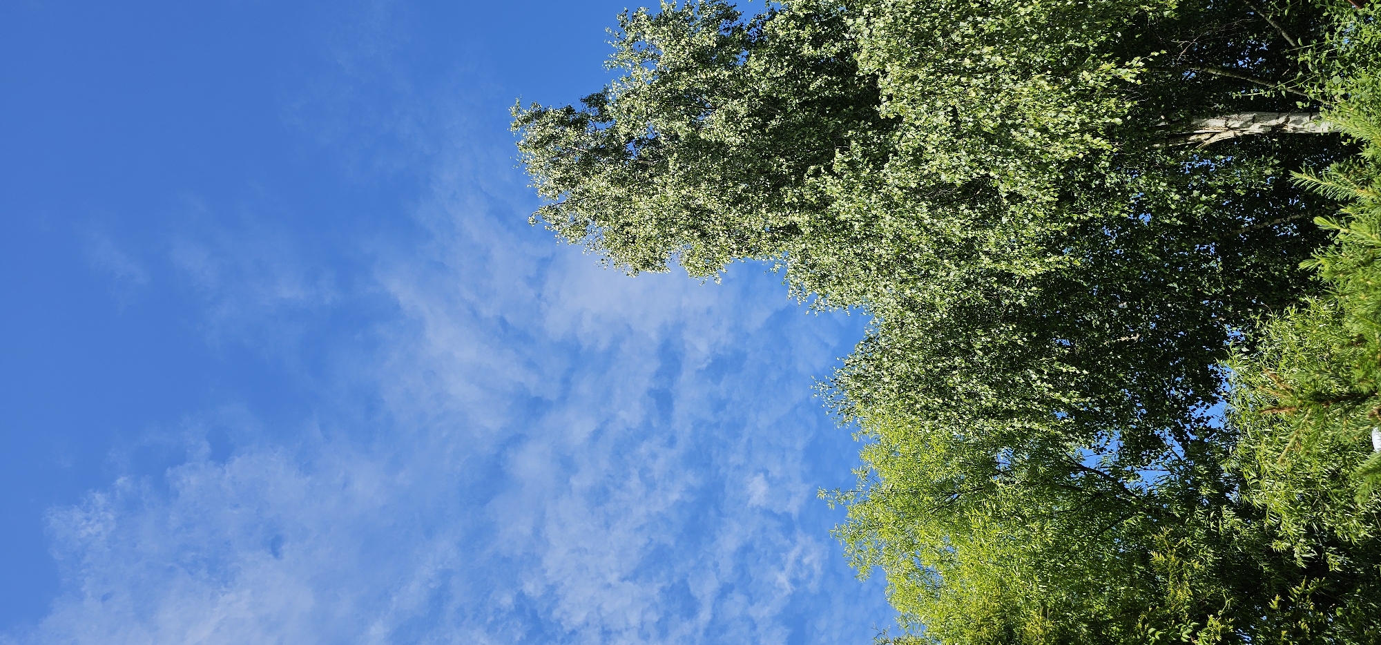 The image depicts a view looking up into a bright blue sky with scattered white clouds. Lush green foliage from trees frames the sky from the right and top sides of the image. The leaves are dense and appear to be in full bloom, suggesting a warm season. The bright sky and vivid green foliage indicate it is daytime, likely a clear and sunny day. There are no people or specific objects visible, only the natural elements of trees and sky. The scene is outdoors and appears to be in a natural or park-like setting. The location context is Тихоново Снт, Russia.