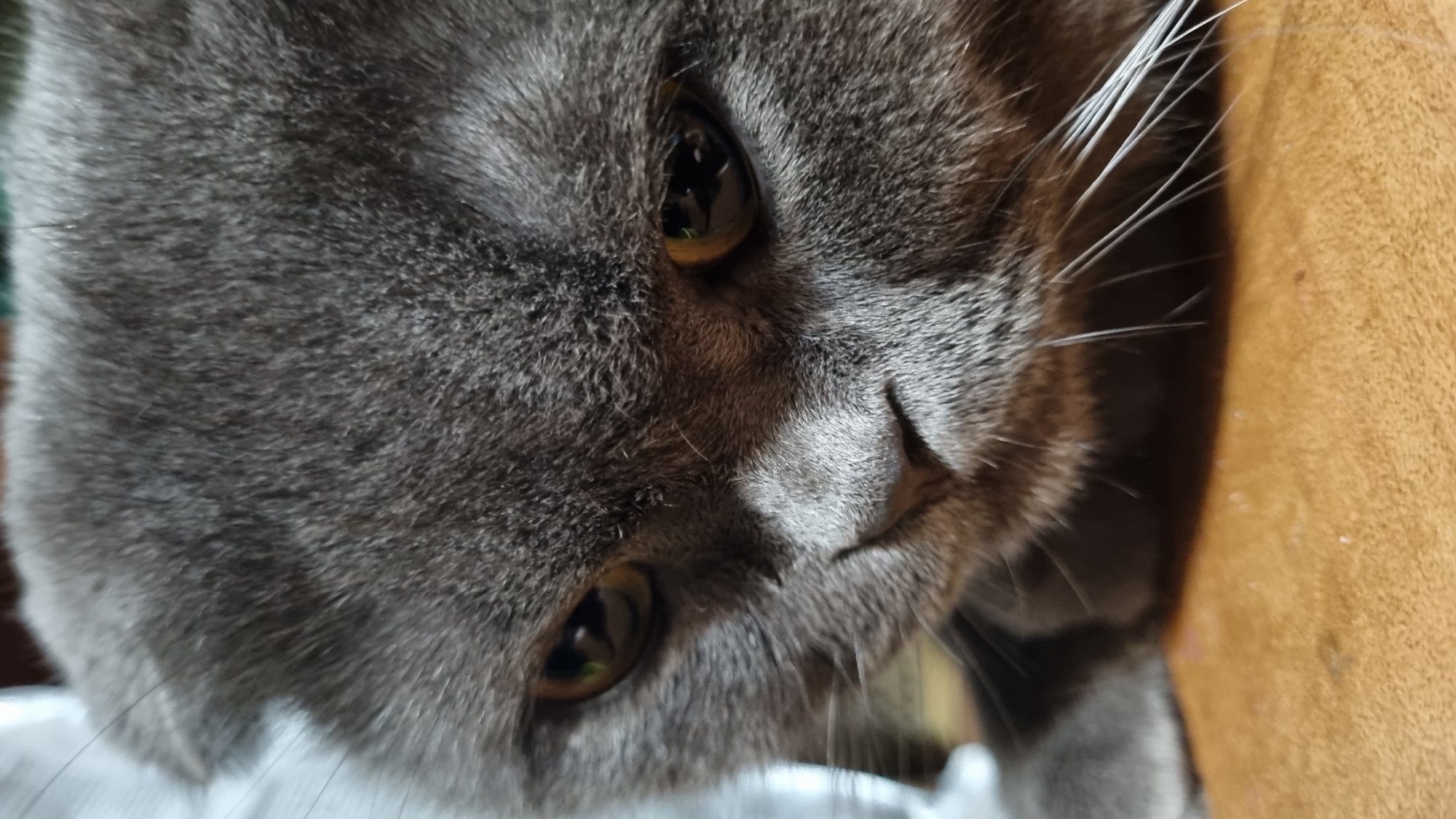 This is a close-up, low-angle, eye-level shot of a grey cat's face, with the cat's head tilted downwards and to the right. The cat has thick, soft-looking grey fur and bright, yellowish-green eyes. Its whiskers are prominent, fanning out from its muzzle. The background is blurry, with a warm, orange-brown textured surface visible on the right side of the frame, possibly upholstery or a blanket. The lighting appears to be dim, possibly indoors, with some ambient light creating subtle shadows and highlights on the cat's fur. The overall mood is intimate and focused on the cat's gaze. No text is visible. The location context is Vysokoe, Russia.