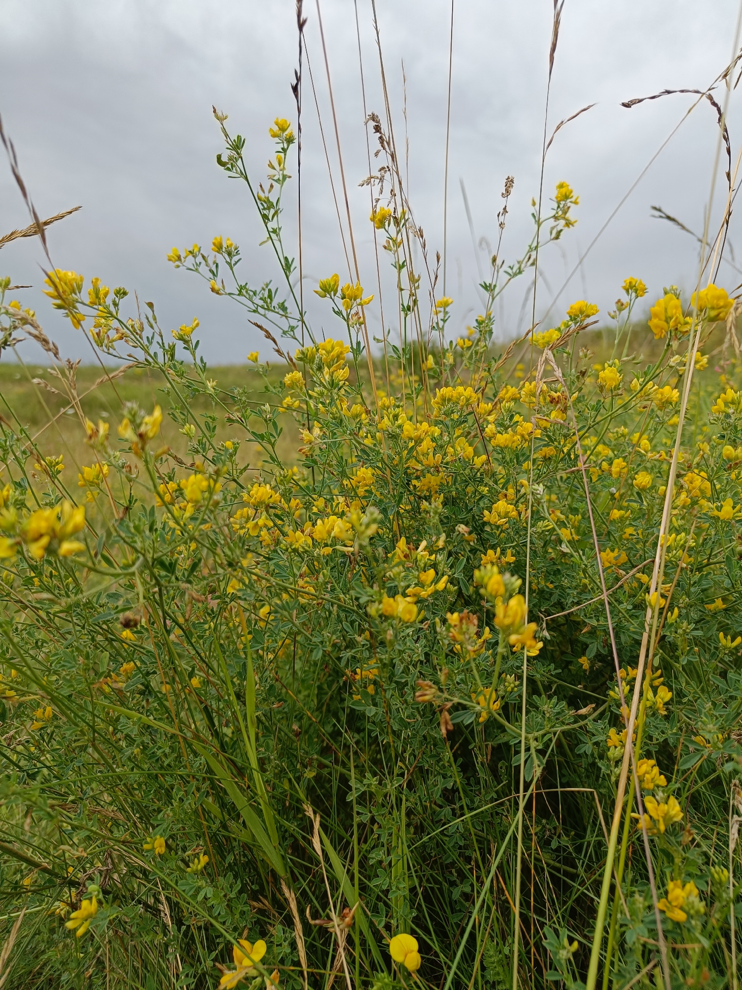 The image depicts a close-up view of a dense patch of green foliage with numerous small yellow flowers. The plants are varied, with some featuring slender, upright stems and others appearing bushier. Tall, dry grass stalks are interspersed throughout the vegetation, some reaching above the flowering plants. In the background, a softly blurred field of green and brown extends to the horizon, meeting a overcast, grey sky. The scene is natural and appears to be outdoors in a rural or undeveloped area. No people or structures are visible. The location is identified as Zhyhalivka, Ukraine.