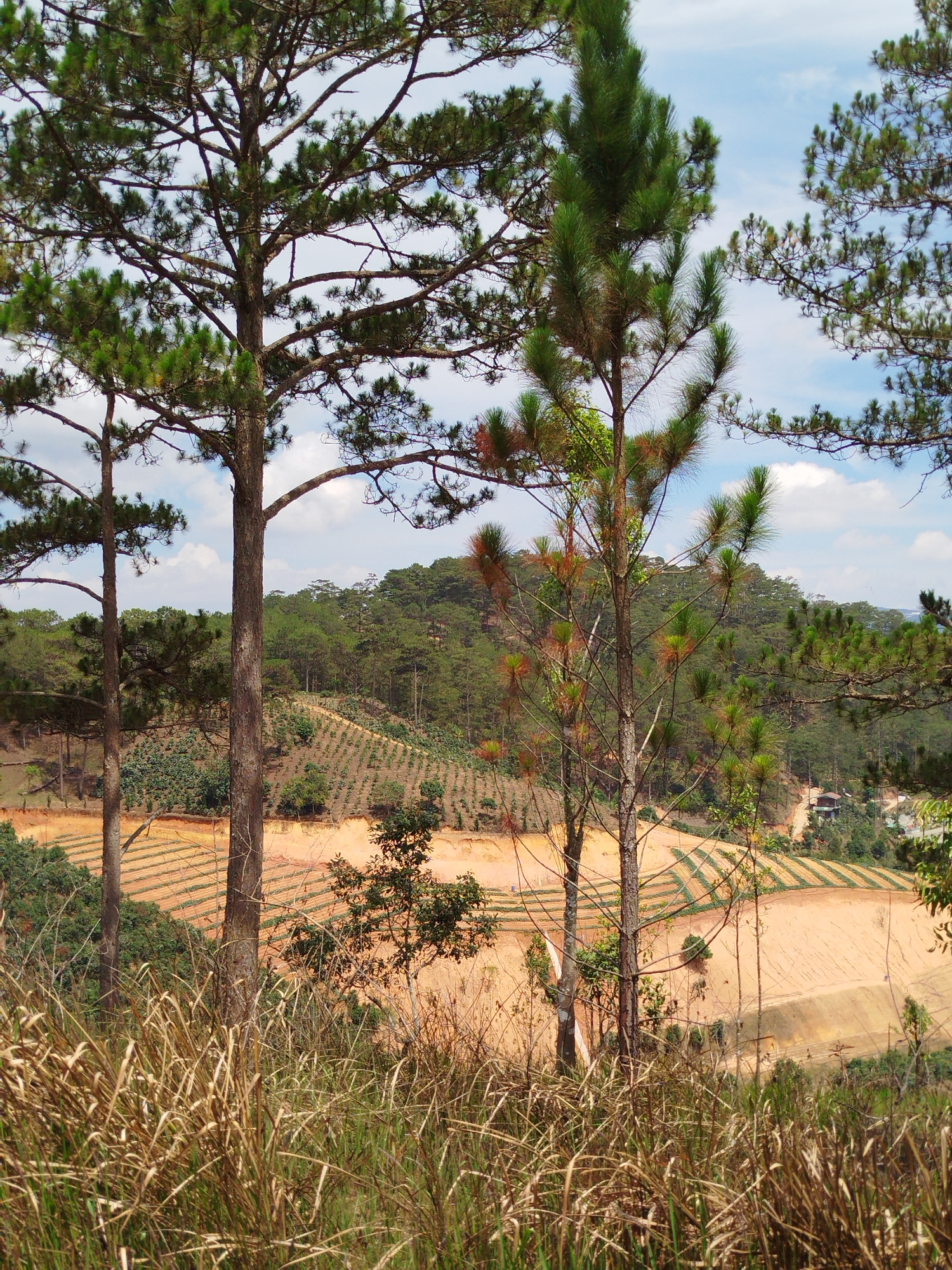 A landscape view shows cultivated fields on sloping terrain in Tuý Sơn, Vietnam. A dense forest covers the hilltop in the background. Several pine trees of varying heights are in the foreground. A patch of tall, dry grass is in the immediate foreground, partially obscuring the view of the cultivated fields below. The sky is visible in patches through the trees, showing scattered clouds.