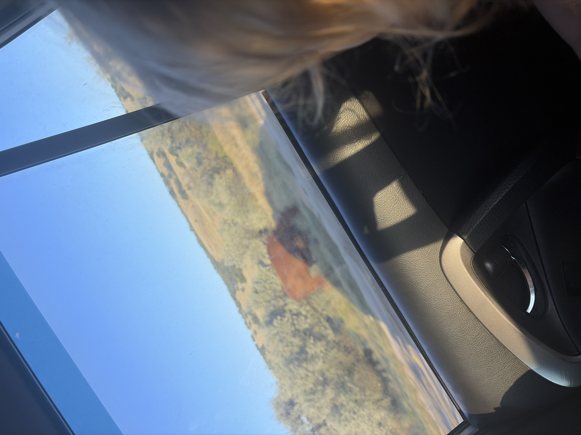 The image shows a view from inside a car, looking out the window at a rural landscape. The sun is shining, casting shadows on the car's interior. In the distance, two brown cows are visible grazing in a field. The landscape is hilly and covered with dry grass and scattered bushes. The sky is clear blue. The image does not contain any information to suggest it is located in Belogorki, Russia.