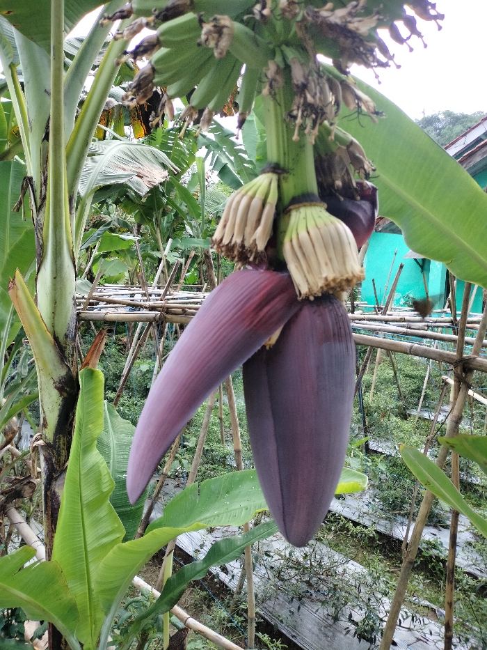 The image displays a close-up view of a banana plant in a tropical or subtropical setting, likely a garden or small farm in Jasinga, Indonesia. The central focus is a large, deep purple banana flower (also known as a banana blossom or "heart") hanging prominently downwards. Directly above the flower, several hands of young, green bananas are visible, still in their early stages of development. These unripe fruits are clustered on the stalk, with dried, cream-colored remnants of male flowers or bracts clinging to their ends.
To the left, the sturdy, green pseudostem of the banana plant rises, accompanied by large, broad green leaves characteristic of banana trees. The background is filled with lush, green vegetation, including more banana plants and other foliage, creating a dense, natural environment. A rustic support structure, possibly a fence or trellis, made from bamboo poles is visible in the midground, suggesting active cultivation or land management.
In the upper right portion of the image, part of a building with a light blue-green wall is discernible, indicating the proximity of human settlement. The scene is illuminated by what appears to be natural daylight, with soft, diffused light suggesting an overcast sky or bright ambient conditions. No people are visible, and the primary activity captured is the natural growth and fruiting process of the banana plant. No visible text is present in the image.