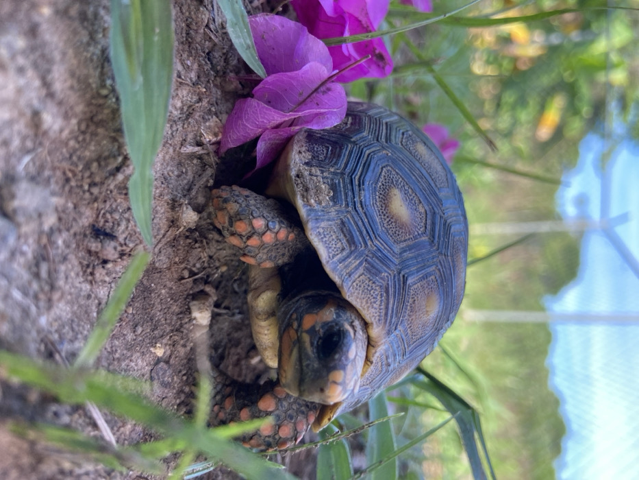 In Los Velásquez, Venezuela, a Red-footed Tortoise (Chelonoidis carbonarius) is positioned on disturbed brown soil. The tortoise, facing slightly forward and right, exhibits a dark, patterned carapace with lighter tan centers on its scutes. Its head and legs display distinct orange-red scales. Several detached magenta bougainvillea petals are present on the soil immediately to the tortoise's left. Green blades of grass emerge from the soil in the foreground and around the subject. The background consists of out-of-focus green foliage, a light-colored, framed enclosure structure, and a clear blue sky. No human subjects or discernible actions are observed.