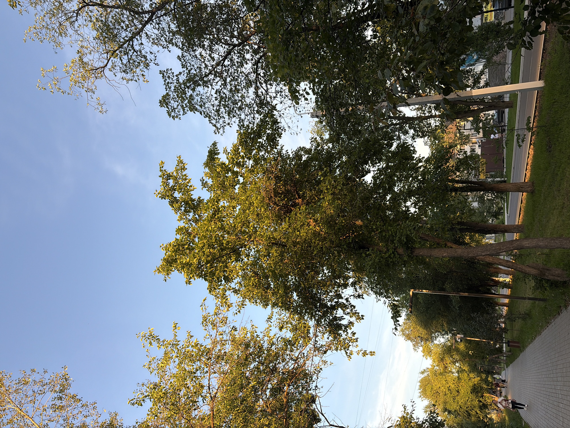 The image depicts a park scene in Chaikovsky, Russia, on a clear day with a light breeze. The perspective is from below, looking up through the leaves of mature trees. Sunlight filters through the canopy, casting dappled shadows and highlighting the vibrant green foliage.
In the background, a paved walkway can be seen, bordered by a well-maintained lawn and more trees. A few individuals are strolling along the path, suggesting a leisurely afternoon. The presence of streetlights indicates the area is a public space, likely a park or boulevard, designed for recreation and relaxation.
The time of day appears to be late afternoon or early evening, as indicated by the warm, golden light bathing the scene and the long shadows. The sky is a clear, pale blue with a few wispy clouds. There is no visible text in the image. The overall mood is serene and peaceful, conveying a sense of natural beauty and urban tranquility.