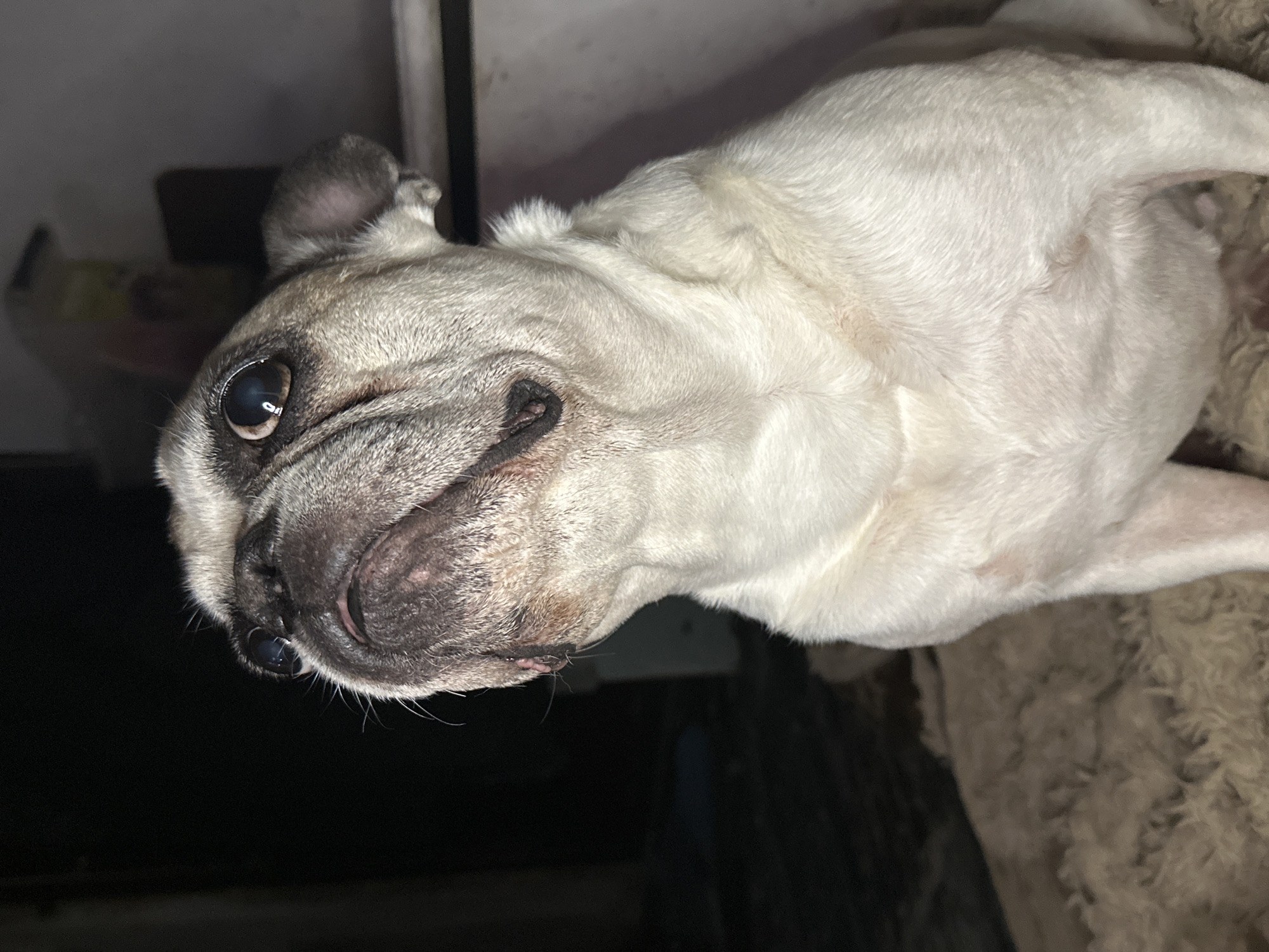 A pug with cream-colored fur and dark facial markings is pictured in a close-up shot. The dog's head is tilted upwards, and its tongue is slightly visible. The pug is sitting on a soft, fluffy surface, likely a blanket or rug. The background is dark and out of focus, with some indistinct shapes suggesting an indoor environment. There is no indication of the location being Moscow, Russia.
