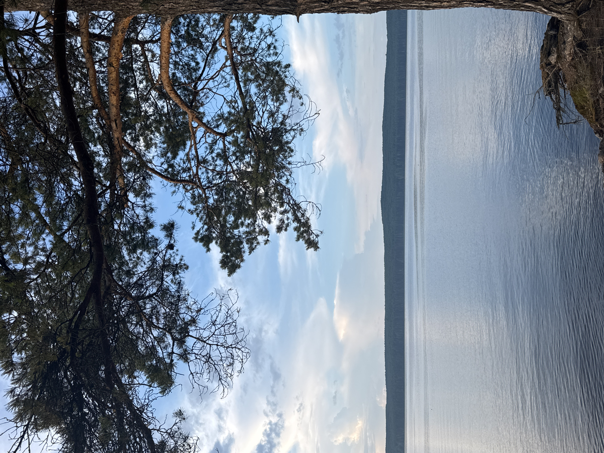 An outdoor, eye-level, vertical shot shows a serene lake and a dense forest in the background. The lake is calm with gentle ripples, reflecting the soft blue and white clouds in the sky. The forest, a dark green expanse, stretches along the horizon. In the foreground, a large pine tree trunk is visible on the right, with its branches extending across the top of the image, framing the sky and the lake. The roots of the tree are exposed and intertwined with the mossy ground on the lower right. The scene appears to be a natural landscape, likely a park or a quiet natural area within or near the city of Chaikovsky, Russia. There are no people or animals visible in the frame.