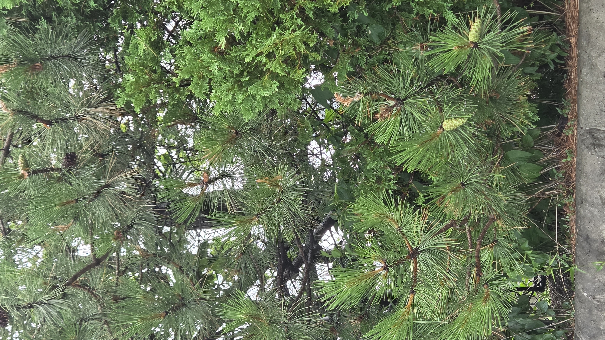 A close-up, eye-level, vertical shot captures a dense evergreen hedge composed of pine and cedar branches. The pine branches, with their long, thin needles, are prominent in the foreground and midground, some bearing small, light green pinecones. Interspersed with the pine is a section of cedar hedge, characterized by its shorter, scale-like foliage. The background is obscured by the dense foliage, but hints of a light sky and possibly a fence are visible through the gaps. The scene is situated outdoors, with a grey, rough-textured concrete barrier visible at the bottom of the frame. The overall impression is one of natural growth within an urban setting, likely a backyard or public park in Markham, Canada.