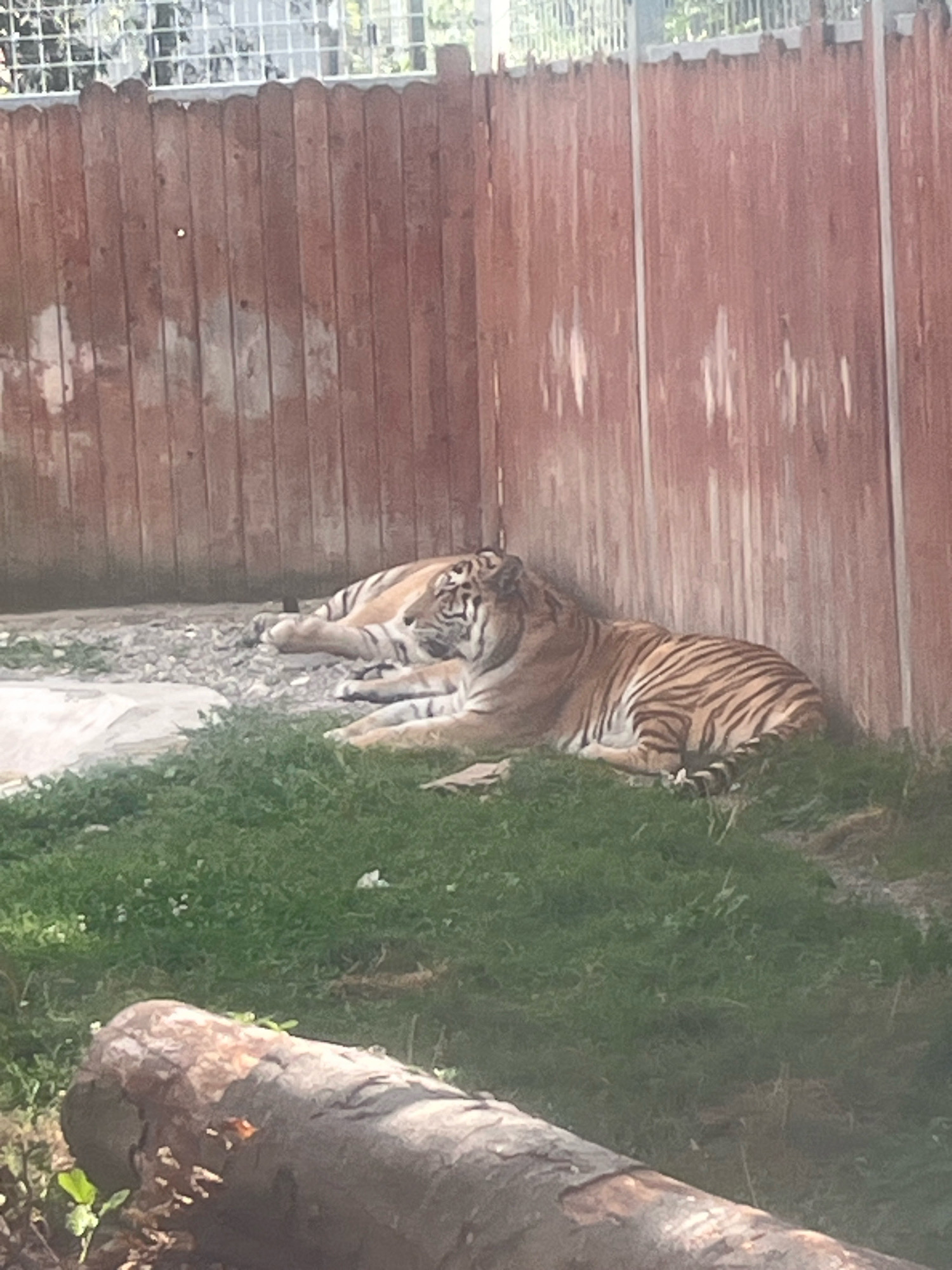 In the city of Brasov, Romania, two tigers are resting on a patch of grass in an enclosure. The enclosure features a wooden fence with vertical planks and a metal fence at the top. The ground is covered with gravel and grass. In the foreground, a large log lies on the grass. One tiger is lying down with its head resting on its paws, while the other is partially visible behind it. The tigers are in a relaxed posture, indicating they are not actively engaged in any particular action. The environment appears to be a zoo or wildlife park.
