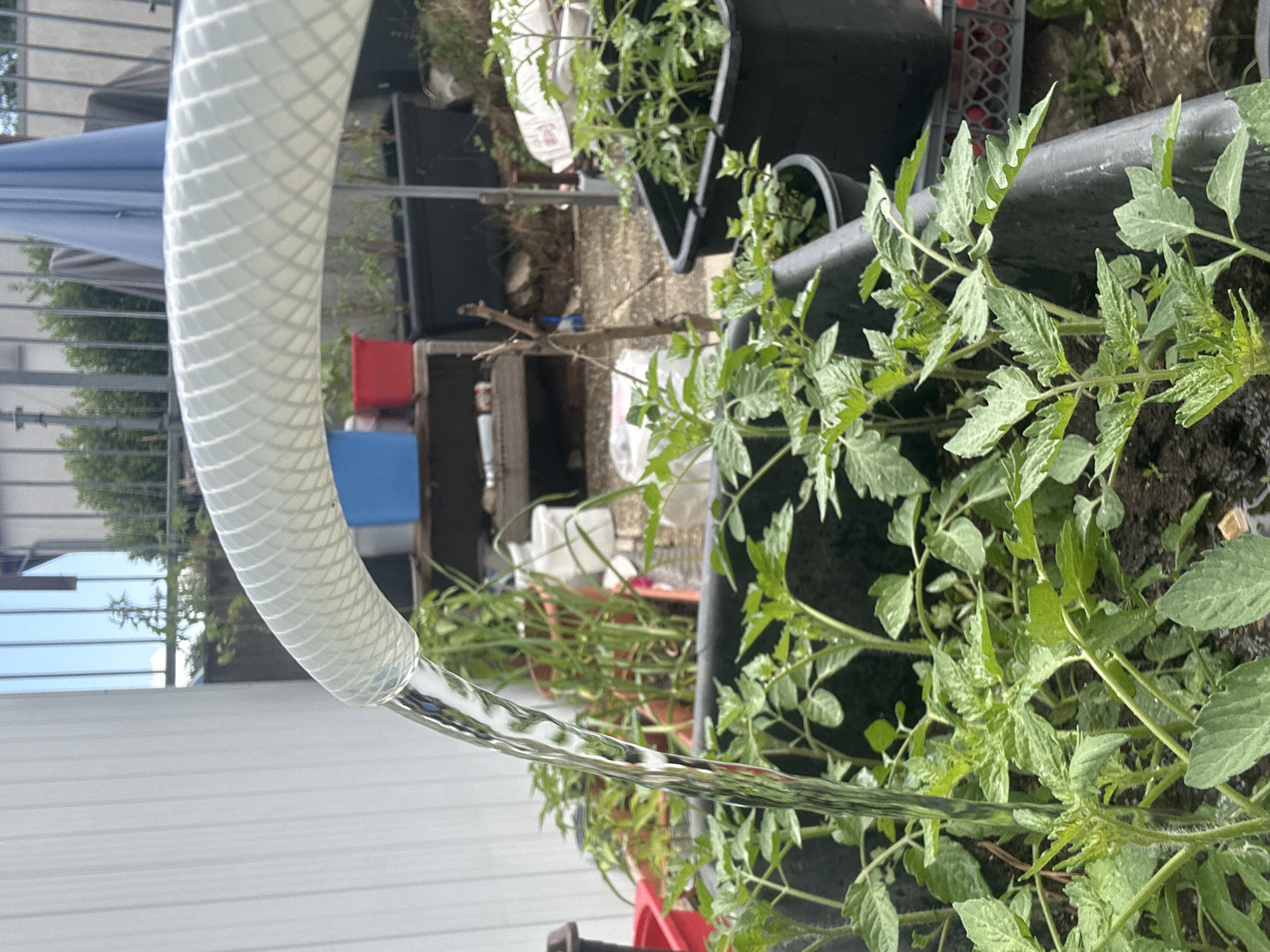 In Wenzenbach, Germany, a clear plastic hose curves into the frame from the top right, dispensing a stream of water into a large black planter filled with young tomato plants. The plants are lush and green, with serrated leaves and fuzzy stems. The planter itself is black and appears to be made of plastic. In the background, other plants are visible in various containers, including what appear to be more tomato plants and possibly some onions or leeks in terracotta pots. To the left of the planter is a white corrugated wall. Behind the plants, a metal fence with vertical bars runs across the upper part of the image, and a large blue umbrella is visible, partially obscured by greenery. The ground is a mix of dirt and scattered debris. The overall impression is a scene of gardening activity in a backyard or patio setting.