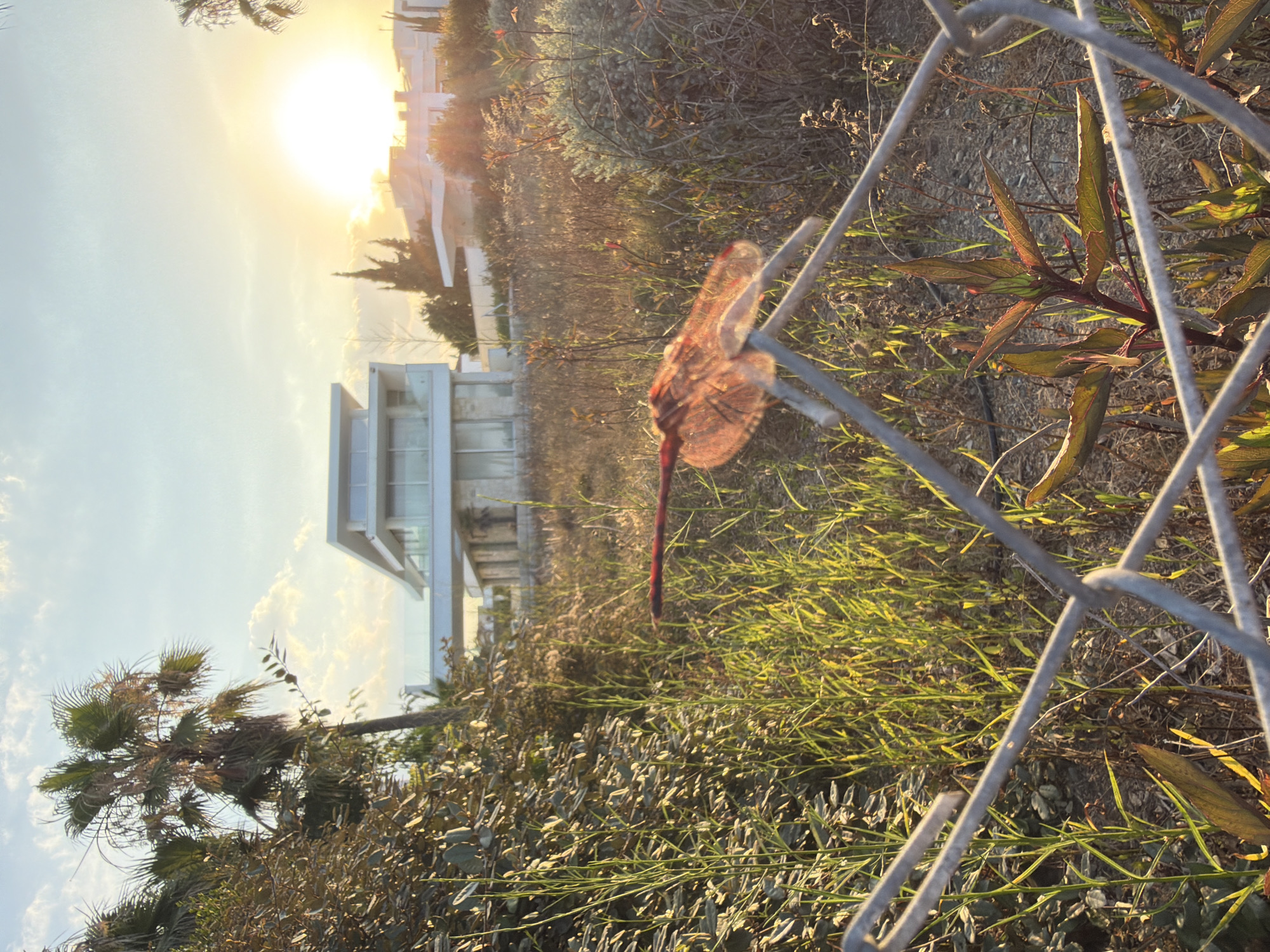 A close-up shot of a dragonfly perched on a metal fence in Meneou, Cyprus. The dragonfly's wings are translucent and tinged with red and orange hues, catching the warm glow of the setting sun. In the background, a modern white villa with clean lines and large windows stands against a backdrop of palm trees and other Mediterranean vegetation. The sky is a soft blue with wisps of clouds, and the sun is a bright, radiant orb near the horizon, casting long shadows across the arid landscape. The foreground is dominated by the chain-link fence, with blades of grass and dry foliage growing around it, creating a stark contrast between the natural and the man-made. The scene captures a tranquil moment at dusk, with the dragonfly serving as a delicate focal point against the serene backdrop of a Cypriot villa.