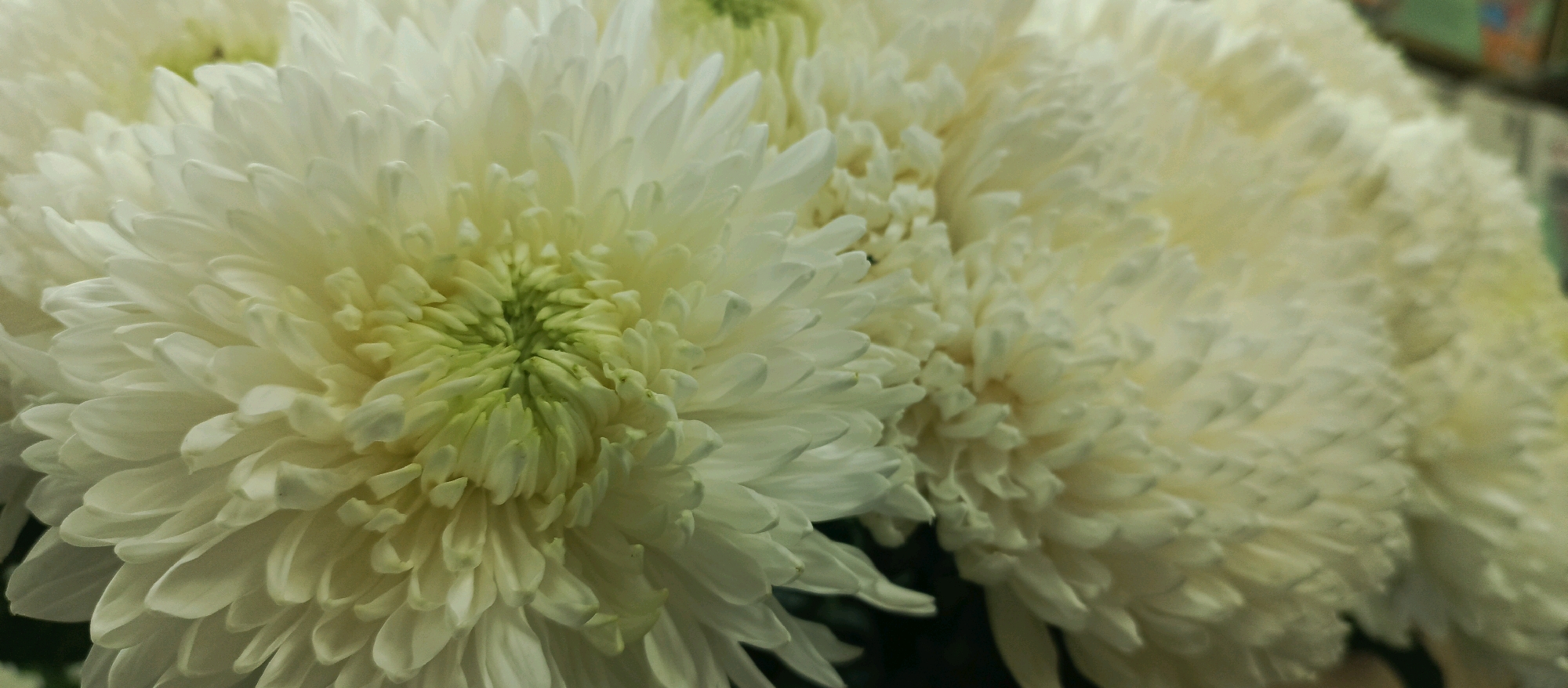 A close-up, horizontal, eye-level shot shows a cluster of white chrysanthemums. The chrysanthemums fill the frame, with the flower on the left being the most in focus, revealing its layered white petals and a light green center. The other chrysanthemums to the right are progressively more out of focus, with a softer, blurred appearance. The lighting is bright and diffused, highlighting the delicate texture of the petals. The background is dark and indistinct, with hints of green and blurred shapes suggesting foliage or other floral elements. No location in Stavropol, Russia, is discernible from the image.