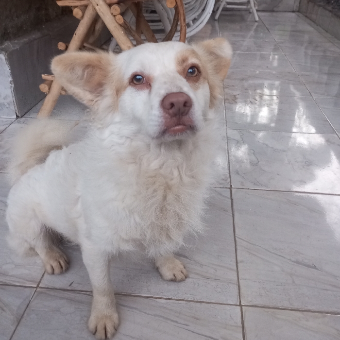 A medium-sized dog with primarily white, wavy fur and tan markings on its ears and around its eyes is seated on a light-colored tiled floor. The dog possesses a pinkish-brown nose and light brown eyes, looking directly towards the viewer with a slightly upward gaze. Its front paws are extended forward, and its tail is visible in the upper left. In the background, a light-colored wall is visible, behind which a light wooden furniture structure, possibly a chair or table leg, is present. Additional blurry white objects, likely furniture, are discernible further back. The scene is located in Mahiakalo ward, Kenya.