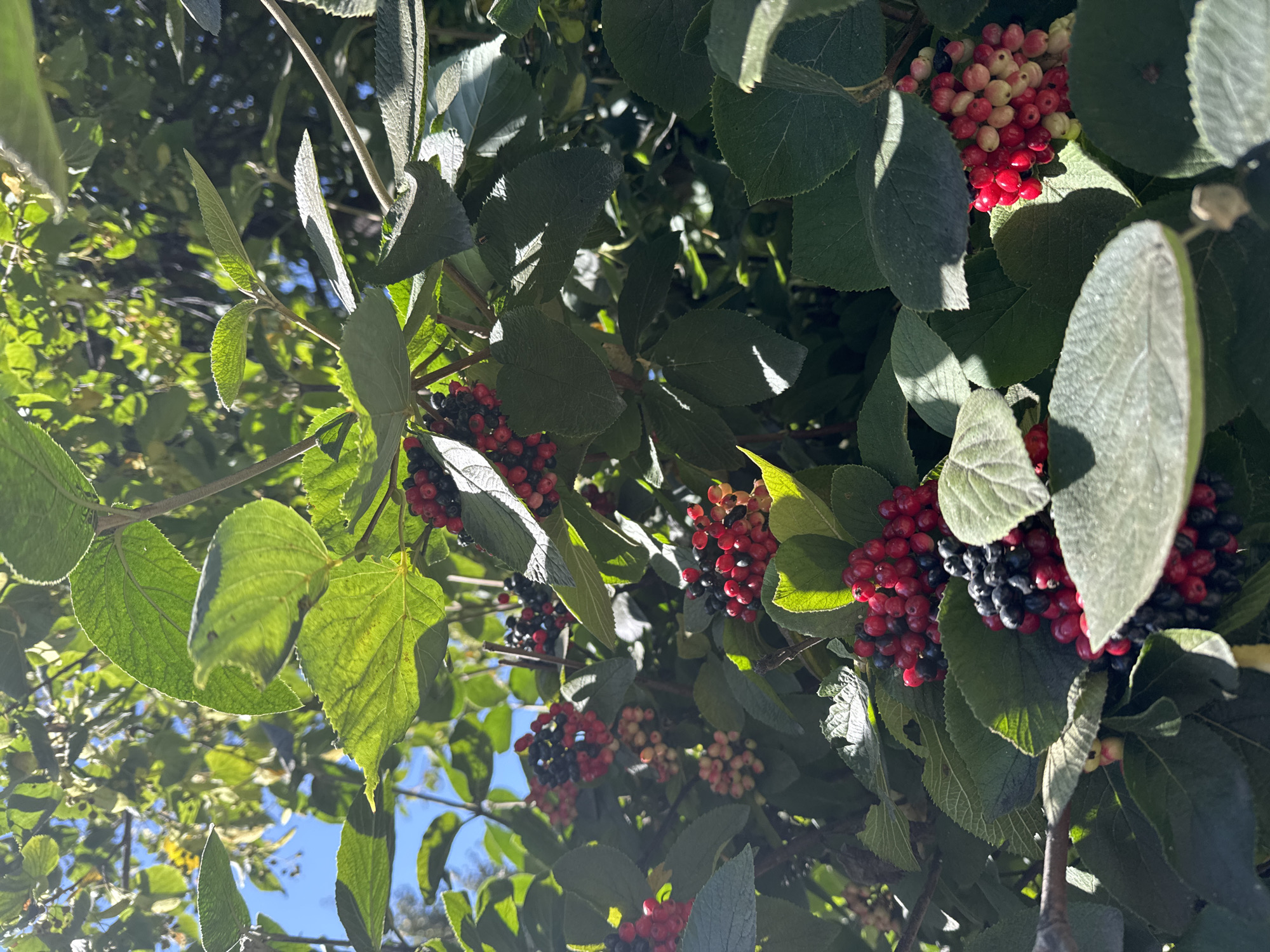 The image is a close-up, outdoor shot of a plant with clusters of berries and large green leaves. The berries are a mix of red and dark purplish-black, with some lighter pinkish-white ones visible in certain clusters. The leaves are broad, ovate, and textured, with visible veins. Sunlight filters through the leaves, creating highlights and shadows. The background consists of more foliage and a clear blue sky. No people, animals, or specific urban features are visible. The image does not provide any information about the city of Sary-Oy, Kyrgyzstan.