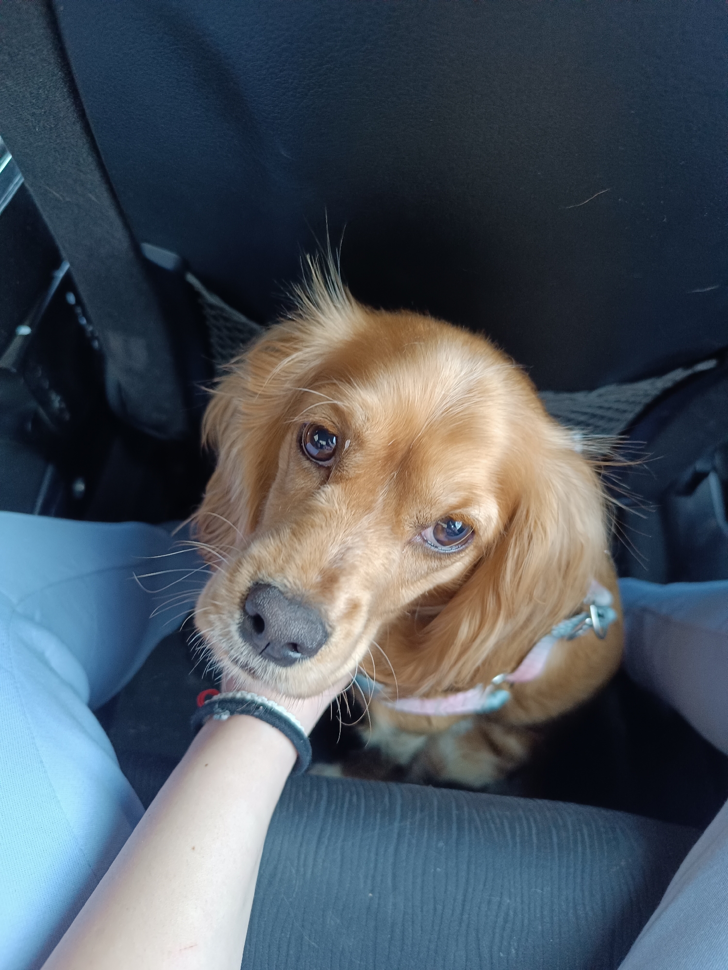 The image depicts a golden cocker spaniel sitting in a car. A person's hand with a black and red bracelet gently holds the dog's head. The dog has a pink and gray collar. The background shows the car's interior, including the dark gray seat and part of the seat structure. The location is not discernible as Pleven, Bulgaria, based solely on the visual information provided in the image.