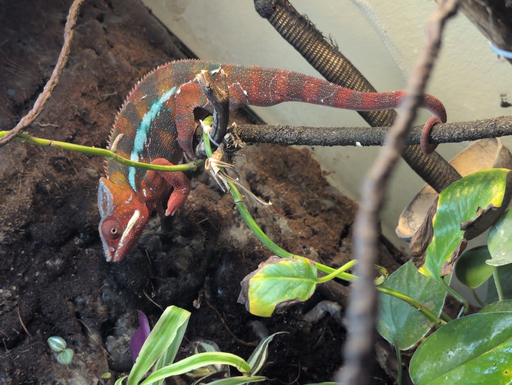 A red and blue chameleon is perched on a branch in a terrarium. The chameleon's body is mostly red with blue markings on its back. It has a long, prehensile tail that is wrapped around the branch. The chameleon is looking down at something off-camera. The terrarium appears to be a naturalistic habitat with dirt, rocks, and plants. The background is a blurry, light-colored wall. The image was taken in Louisville, United States of America.