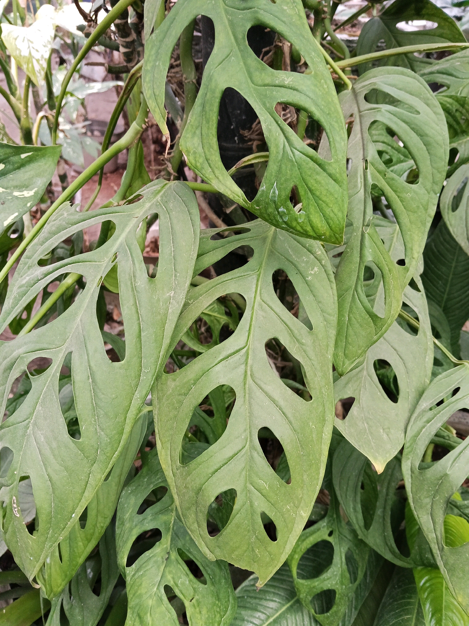 A close-up, high-angle shot captures a cluster of lush, green Monstera Adansonii leaves. The leaves are characterized by their distinctive fenestrations, or natural holes, which vary in size and shape, creating a delicate, lace-like appearance. The leaves are a vibrant green, with visible veins running through them. Some leaves show a slight dusty texture. The background is blurred, suggesting the plants are part of a larger foliage display, possibly in a garden or indoor setting. The overall impression is one of natural beauty and botanical interest. This scene is located in the city of Blitar, Indonesia.