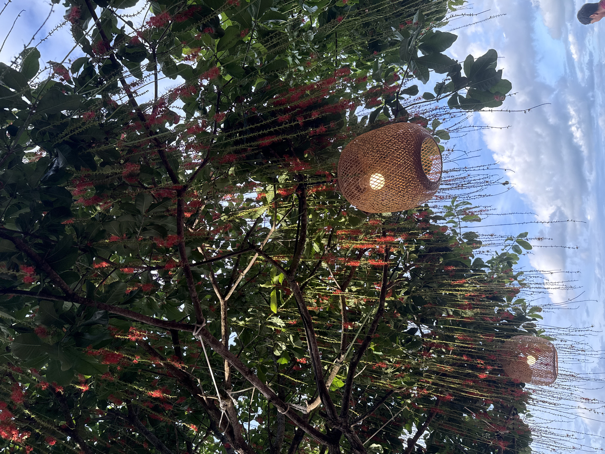 This image depicts a close-up, low-angle view of a tree with abundant, hanging red flowers and green leaves, set against a bright blue sky with scattered white clouds. Two woven, basket-like lamps with visible glowing bulbs are suspended from the branches. The tree appears to be situated outdoors, potentially in a tropical setting, given the vibrant foliage and lighting. The lower right corner of the image shows the upper body of a person wearing a dark red shirt, looking away from the camera. The scene is likely located in Ko Samui District, Thailand, based on the provided context.