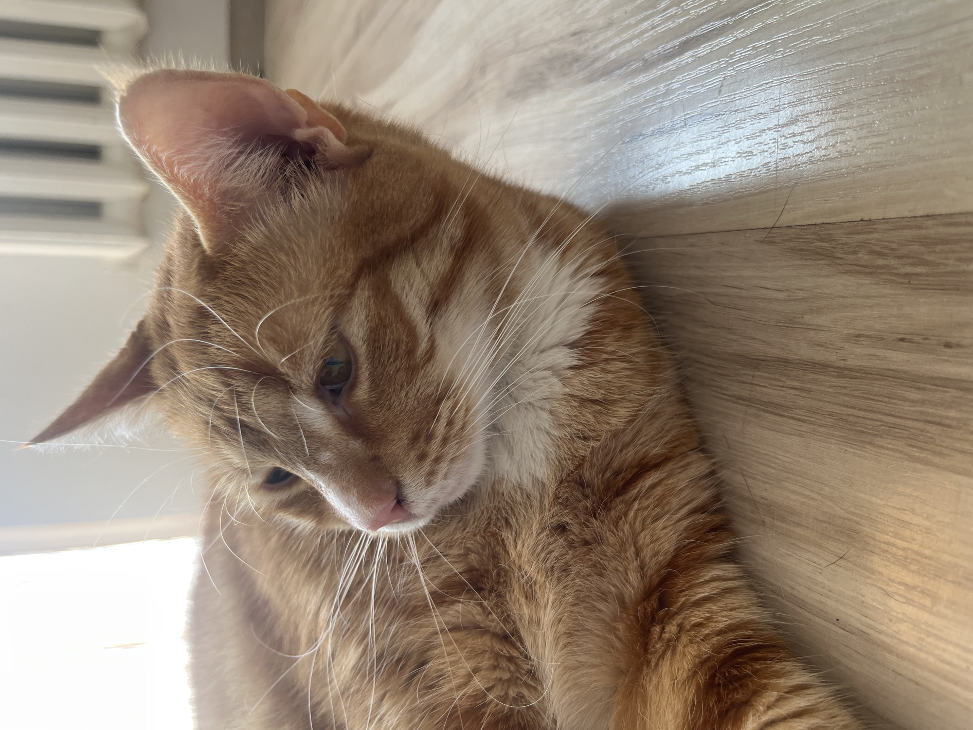 An orange tabby cat is lying on a light-colored wooden floor. The cat is in profile, looking to the left. Its fur is predominantly orange with darker tabby markings on its face and body. There is a patch of white fur on its chest. The cat has bright eyes and prominent white whiskers. The background is blurred but appears to be an indoor setting with a radiator and a window with natural light. The image does not contain information that would indicate a location in Zabrze, Poland.