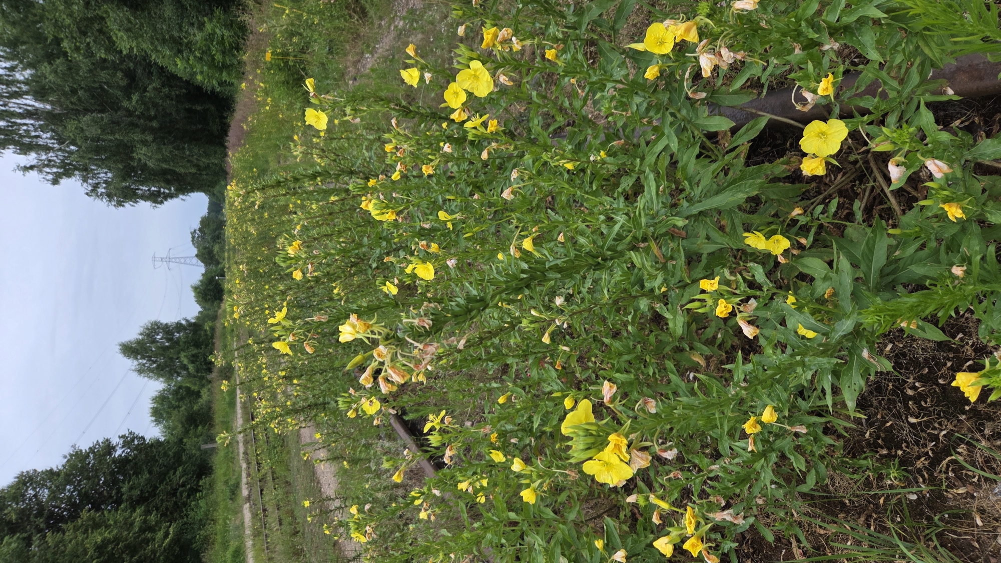 The image depicts a close-up view of a field of yellow wildflowers, likely evening primroses, growing alongside abandoned railway tracks. The flowers are vibrant yellow with some faded petals, and they are interspersed with green foliage and some dry grasses. In the background, on the left, are two parallel sets of railway tracks, one appearing more overgrown than the other. Beyond the tracks, a dense line of trees forms a backdrop. On the right side of the image, more trees are visible, and a tall electricity pylon can be seen in the distance. The sky is overcast and a pale gray. The scene suggests an area that was once functional as a railway but has since fallen into disuse and is now reclaimed by nature. The location is identified as being in the city of Saurieši, Latvia. There are no people or animals visible in the image. The overall impression is one of natural beauty taking over an industrial relic.