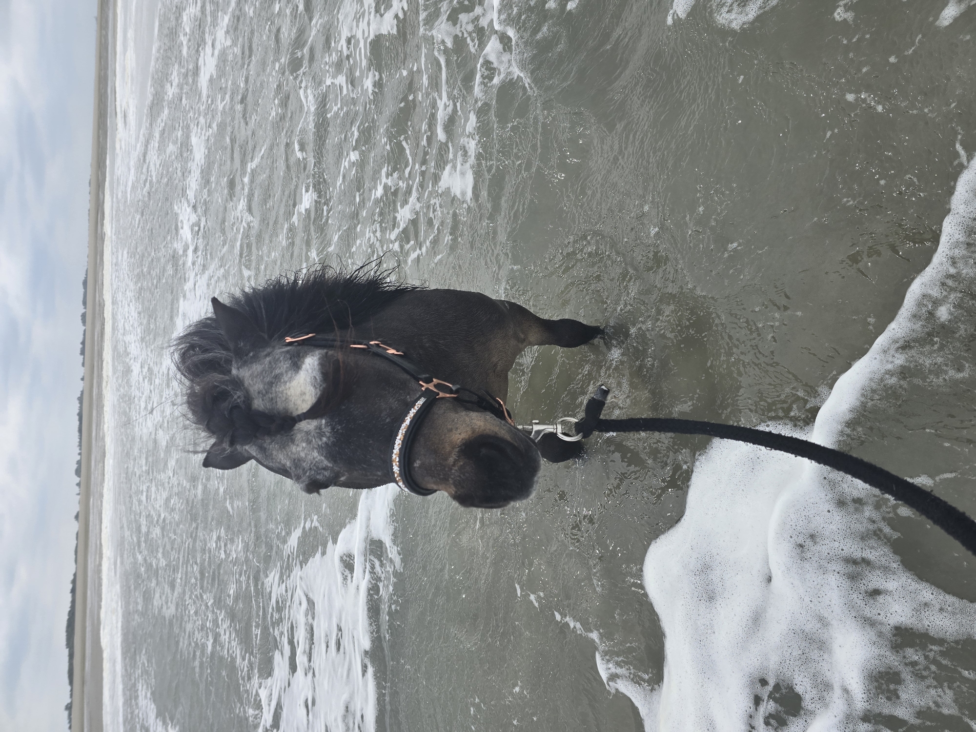 A gray horse stands in the surf at the beach in Oye-Plage, France. The horse wears a bridle with a bedazzled noseband and a black lead rope. The sea is gray and choppy with white foam. The sky is overcast. The beach stretches into the distance.