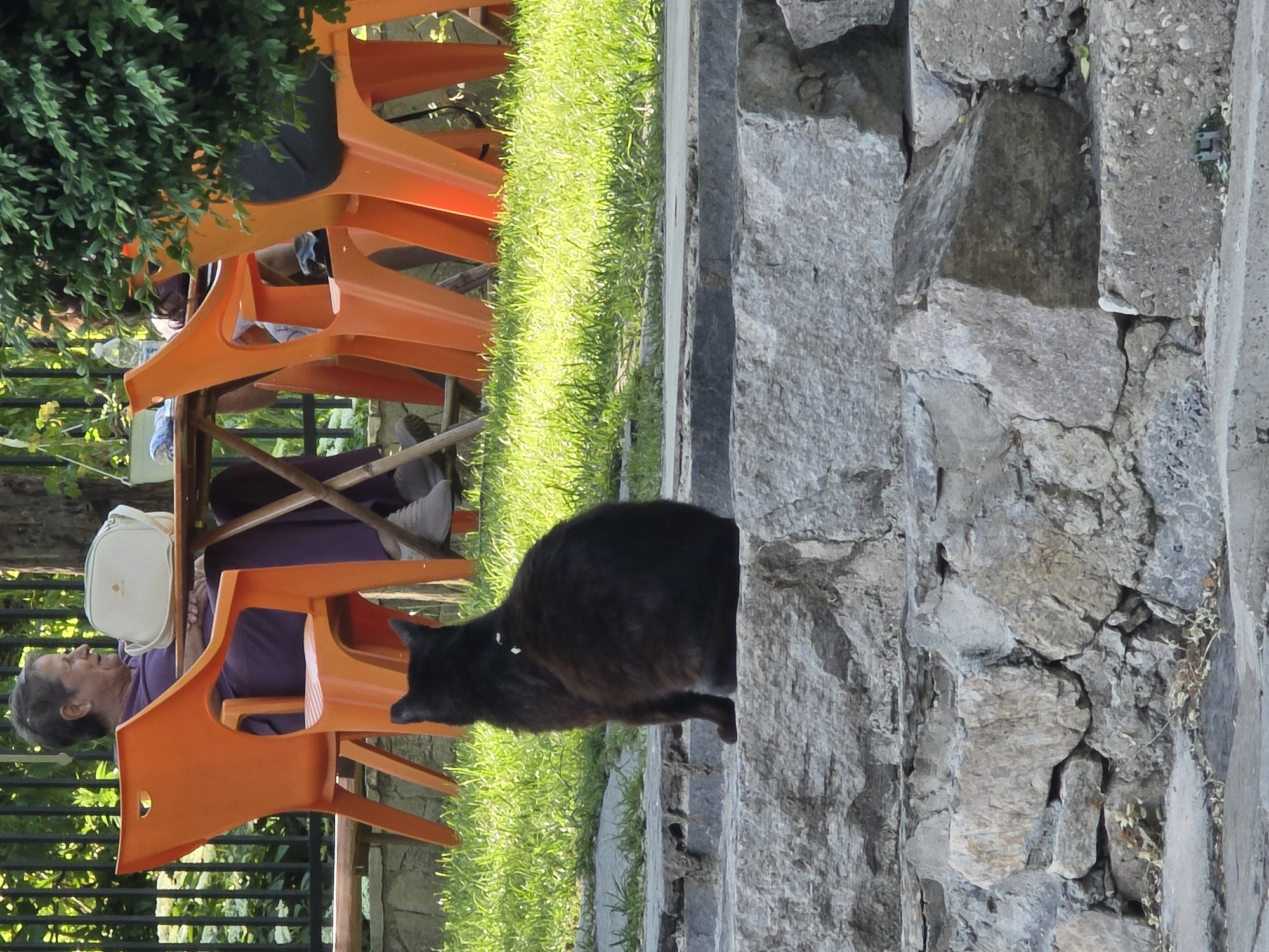 An outdoor scene in Bachkovo, Bulgaria, shows a black cat walking on a stone structure. An elderly woman with gray hair is seated in an orange plastic chair at a wooden table. Several other identical chairs are stacked nearby. The scene is set adjacent to a patch of grass and a stone wall. A bush is located above the chairs.