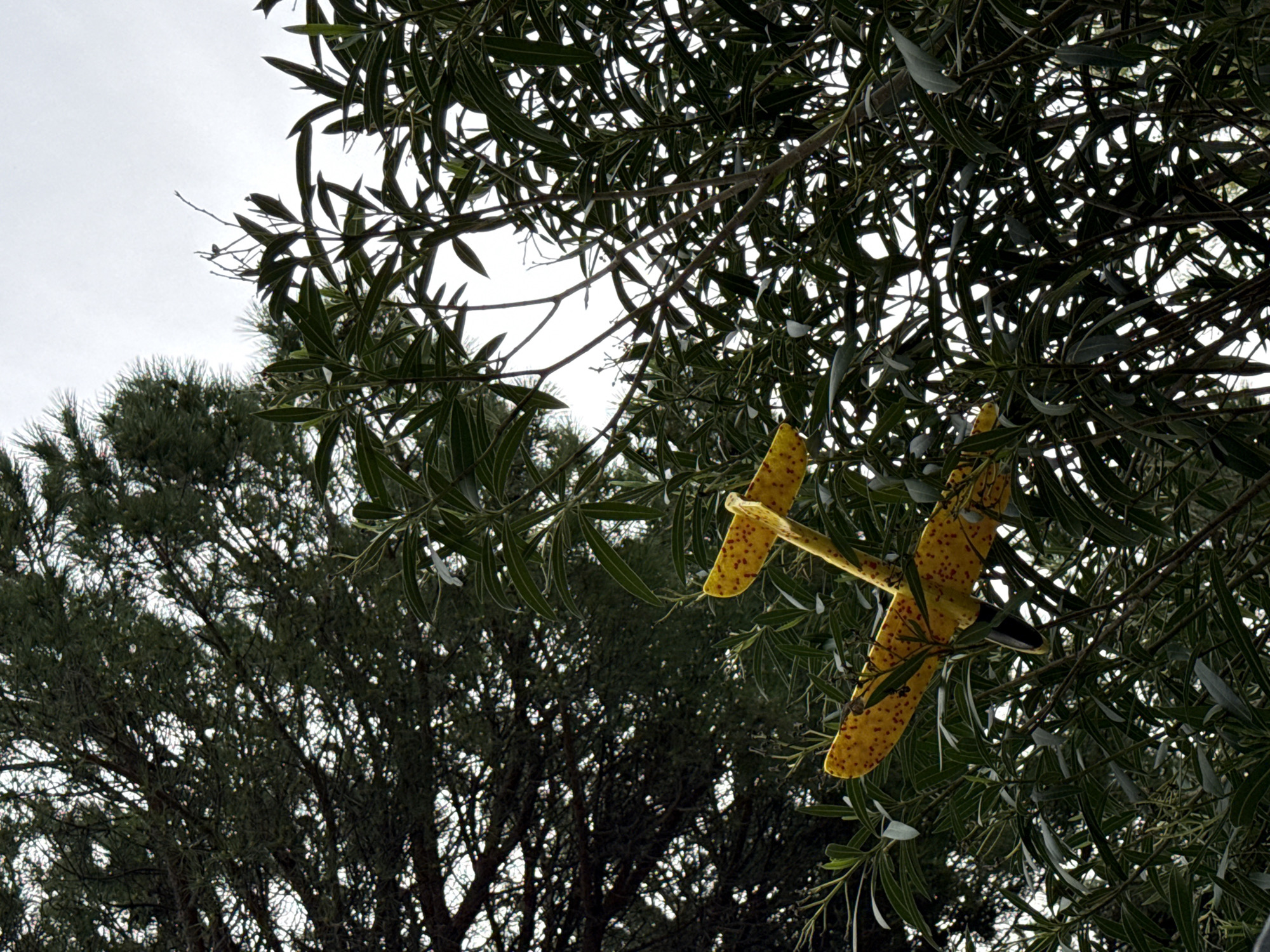 The image shows a yellow toy airplane stuck in a tree in Herceg Novi, Montenegro. The airplane is mostly visible, caught amidst the branches and leaves. The trees fill most of the image, with a cloudy sky visible in the background.