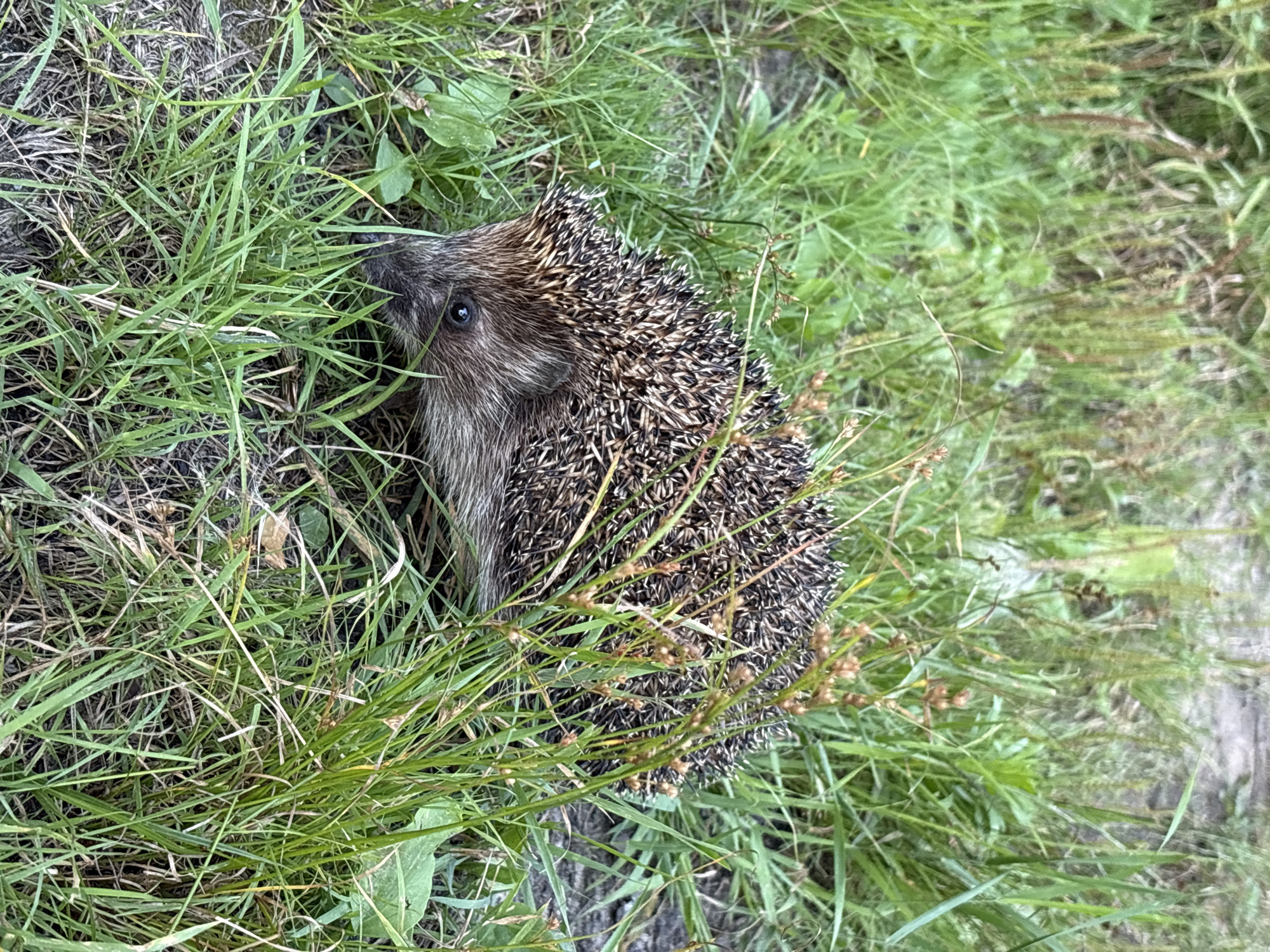 A hedgehog is nestled in green grass, its quills clearly visible. The hedgehog is facing left, with its dark eye looking towards the viewer. It is partially obscured by blades of grass and some dry plant stalks. The environment is natural, with lush vegetation, suggesting an outdoor setting. The image is taken at a medium distance, capturing the hedgehog and its immediate surroundings.