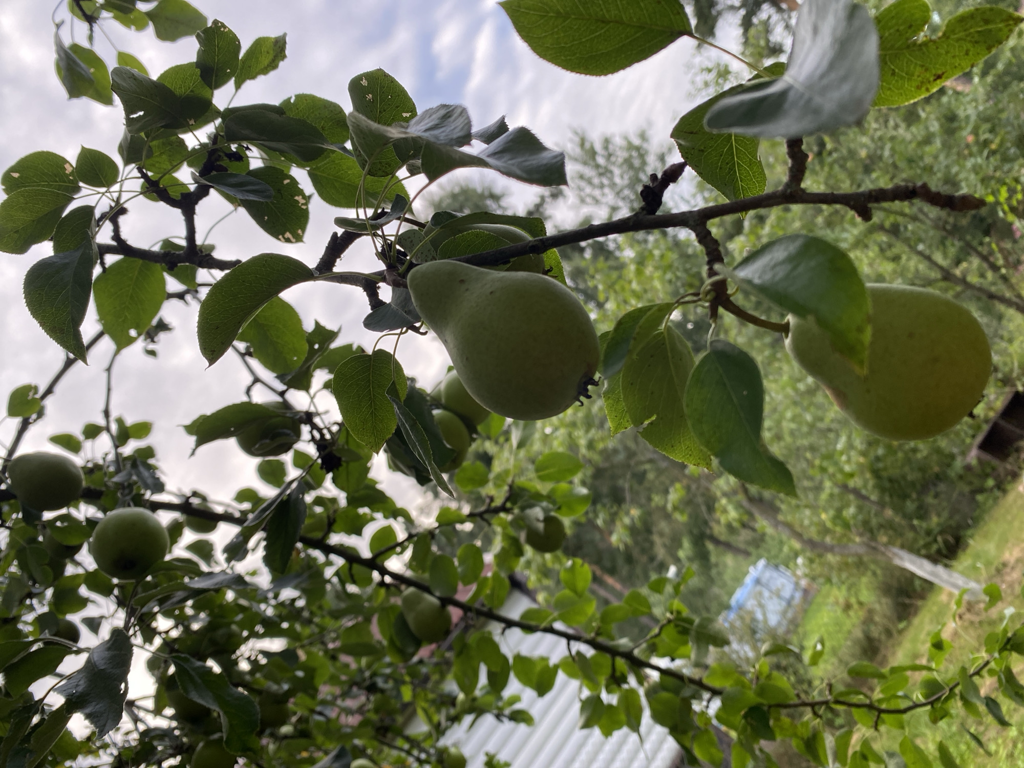An outdoor, low-angle, close-up shot features a pear tree branch with several green pears and leaves against a cloudy sky. The pear in the foreground is large and the closest to the camera, positioned on the right side of the frame. Another pear is visible slightly behind and to the left of the foreground pear. Several smaller, less distinct green pears are scattered throughout the upper left portion of the image. The leaves of the tree are a vibrant green, with some showing signs of damage or wear, like small holes. The branches of the tree are dark and gnarled. In the background, out of focus, is a hint of a white structure that appears to be a building, possibly a house or shed, with green foliage and trees surrounding it. The overall environment suggests a garden or orchard setting. The image is taken in Unknown, Unknown.
