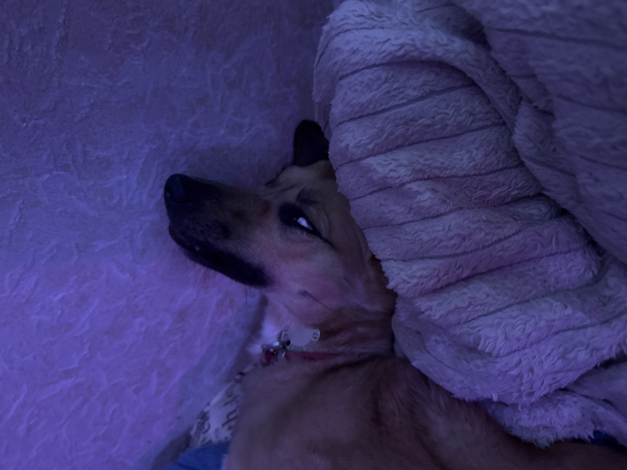A tan and black dog sleeps on a soft, textured blanket. The dog is lying on its side with its head turned upwards and its eyes partially open. The dog is wearing a red collar with tags. The lighting in the image is purple, casting a soft glow on the scene. The background is a textured surface, possibly a wall or fabric. The location is described as Unknown, Unknown.